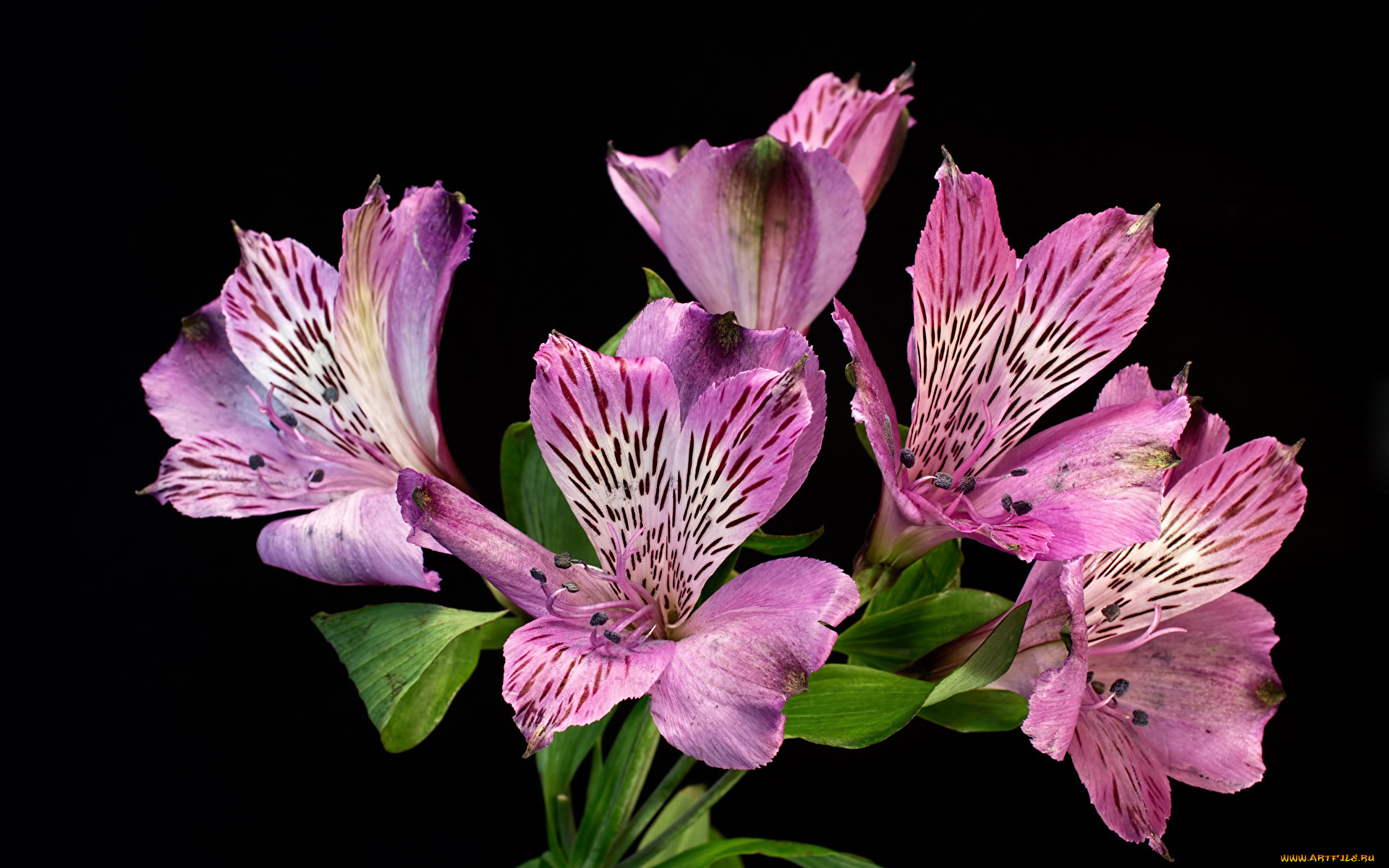 цветы, альстромерия, розовый