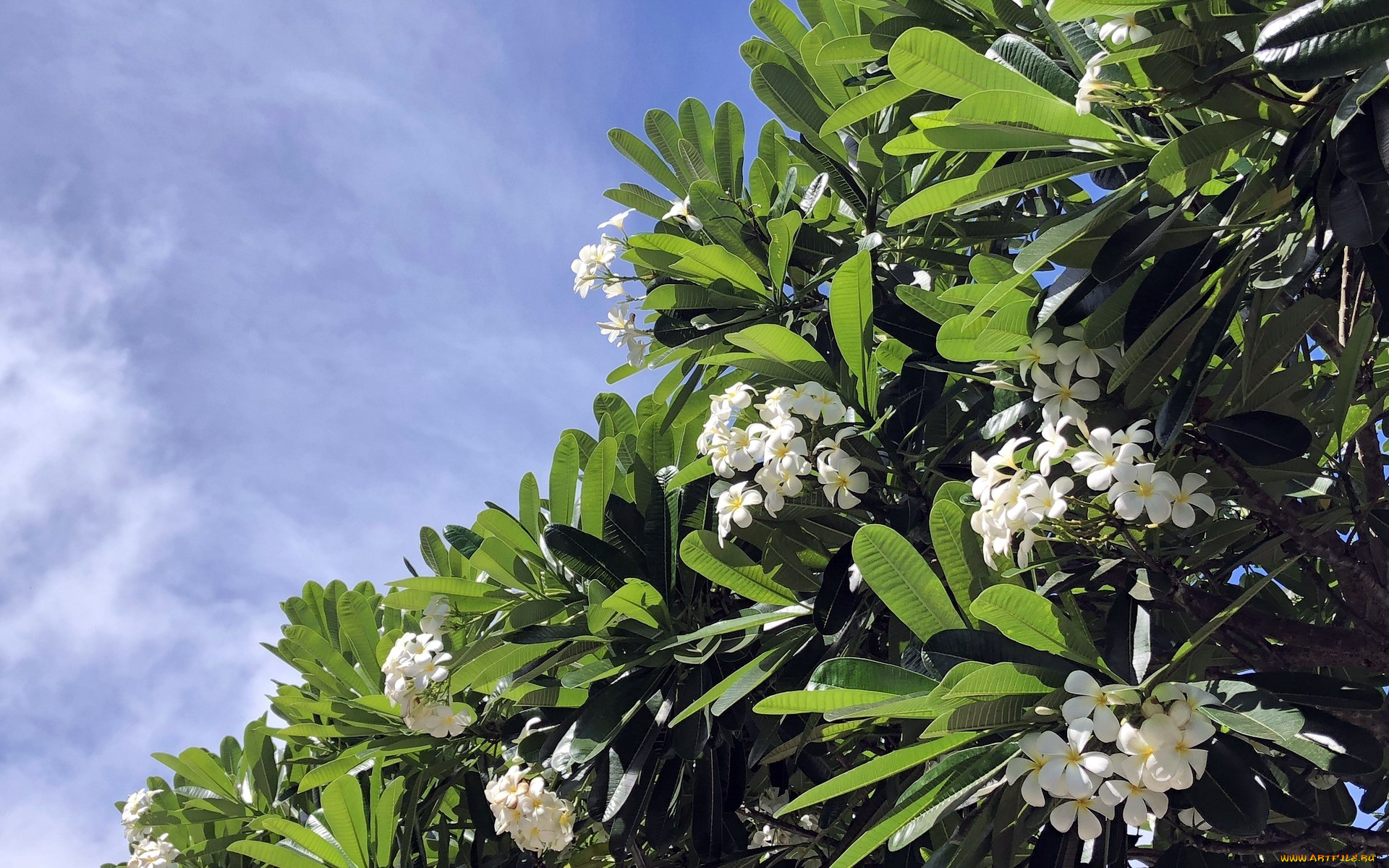 цветы, плюмерия, белый