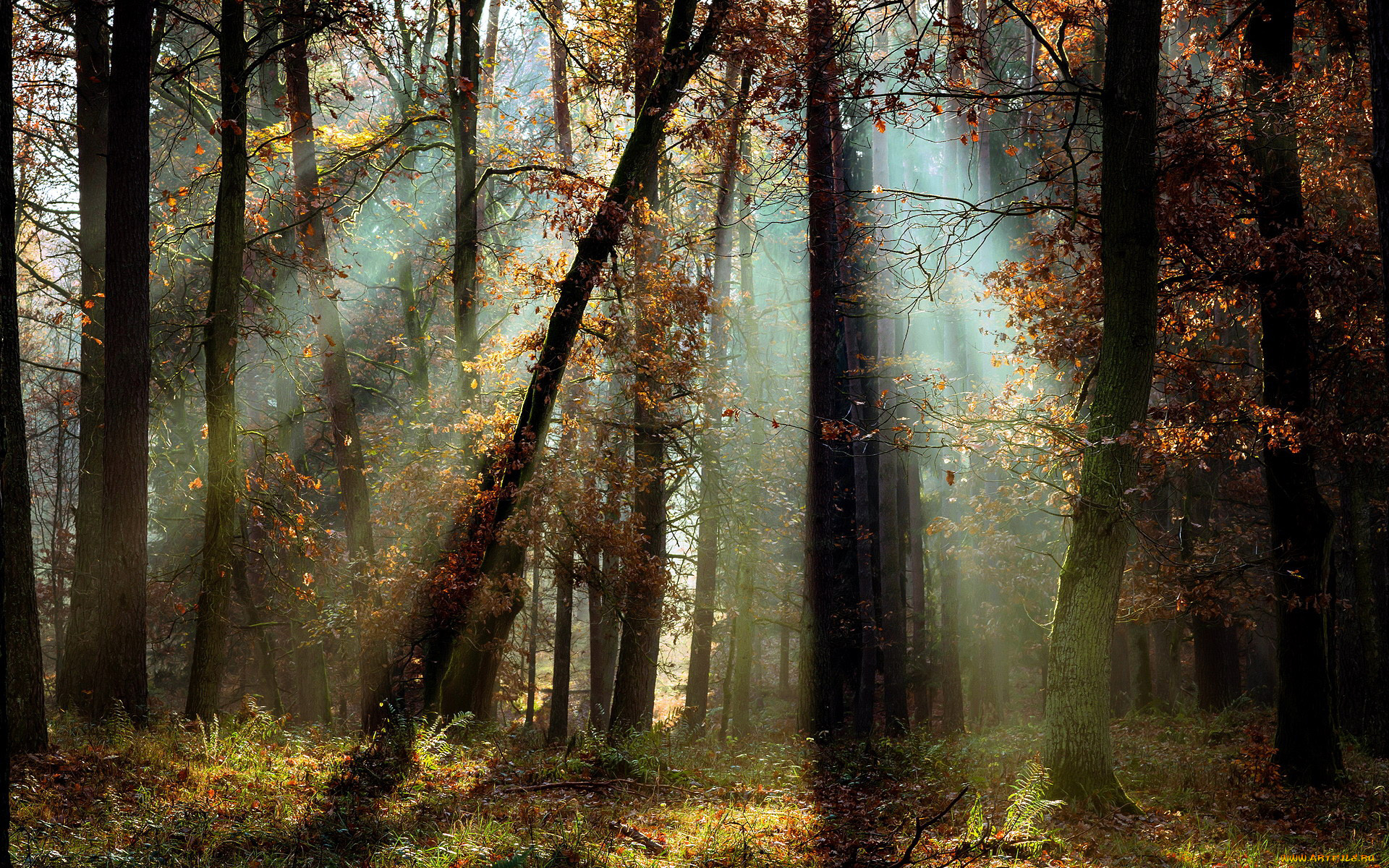 природа, лес, сосны