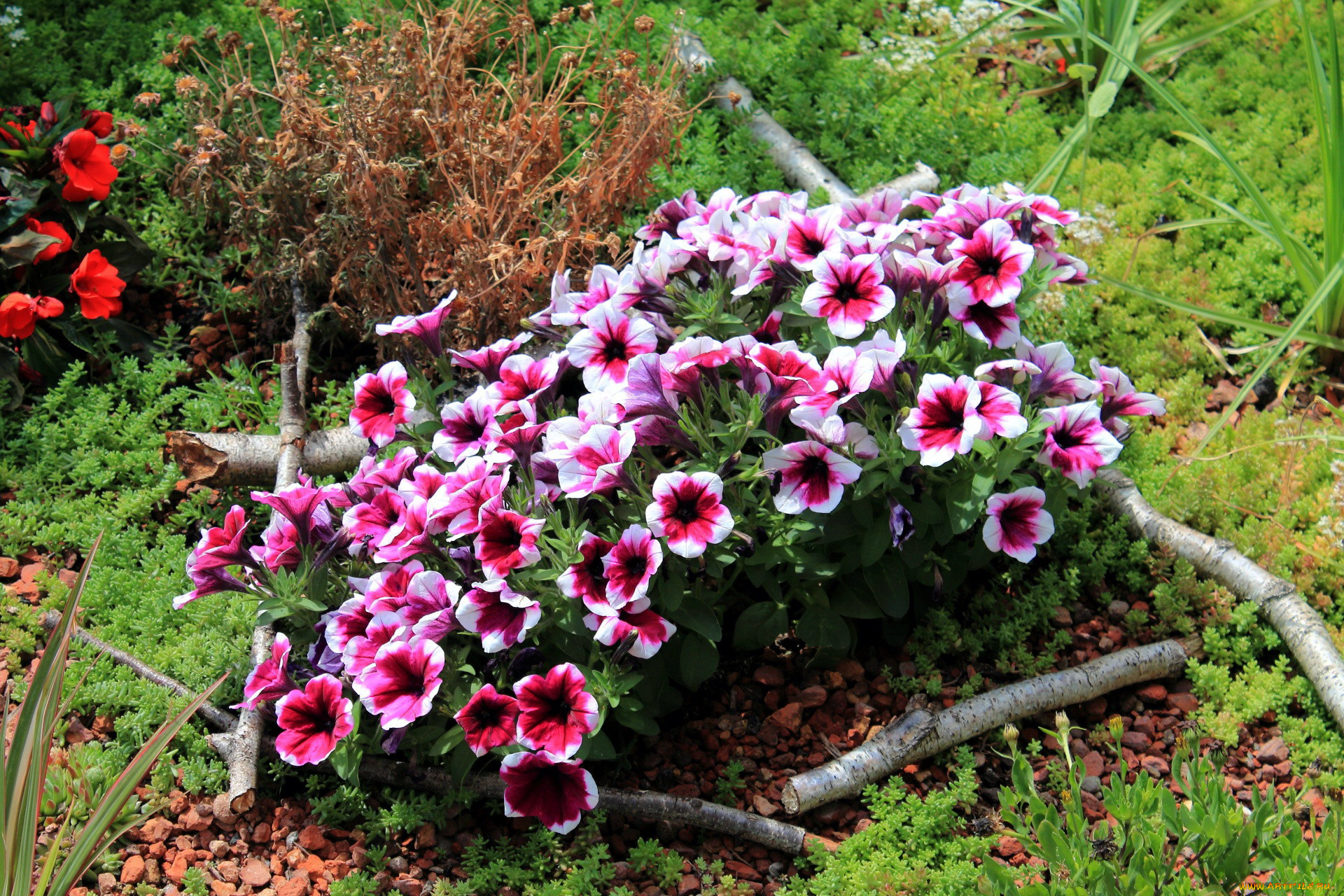 цветы, петунии, , калибрахоа