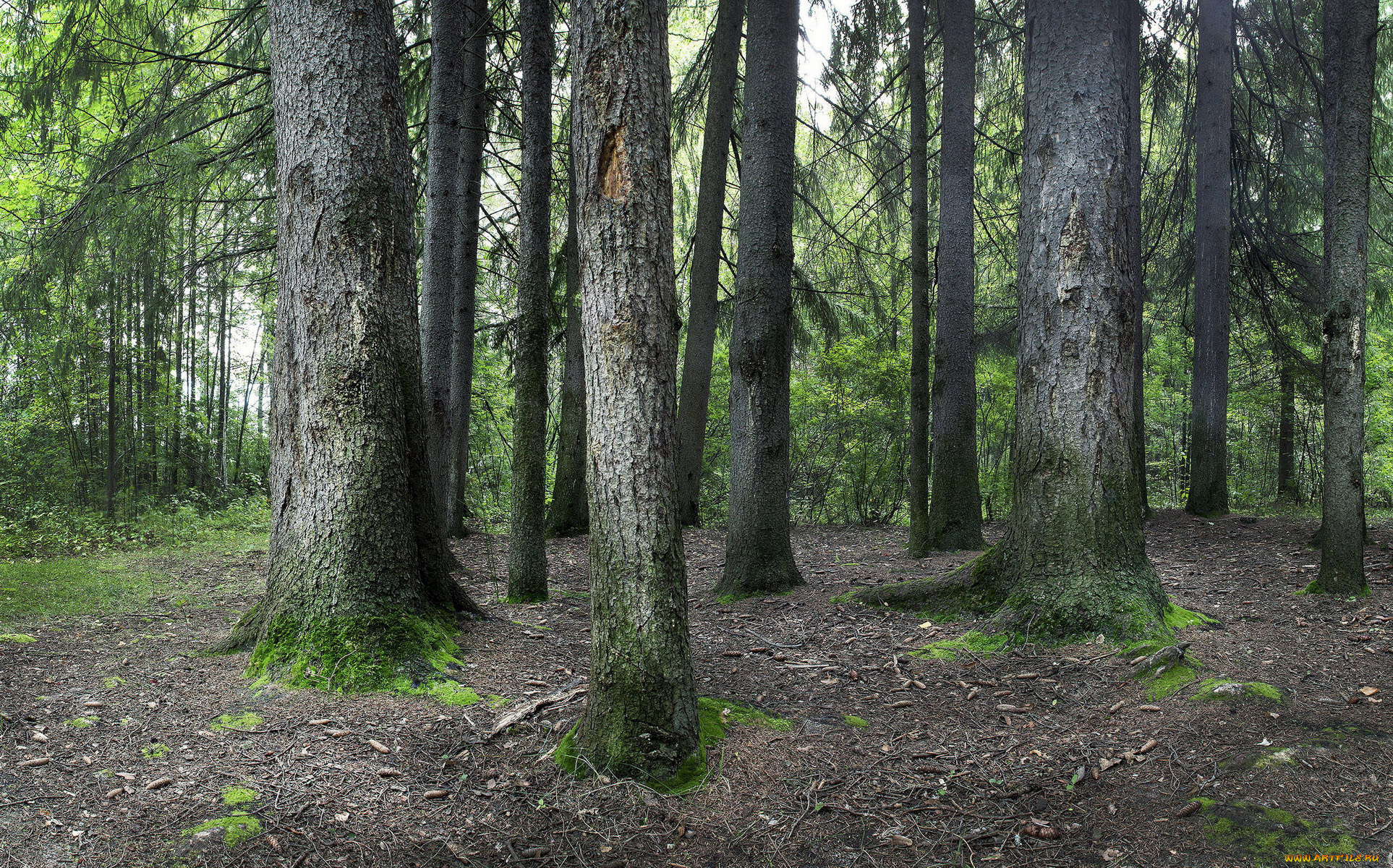 природа, лес, сосны, стволы