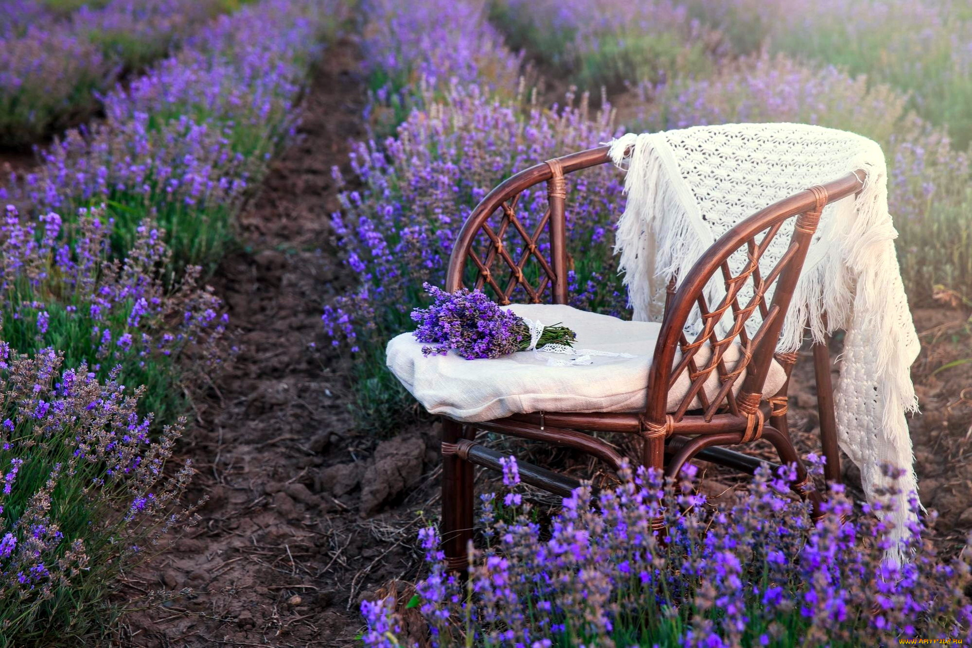 цветы, лаванда, лиловый