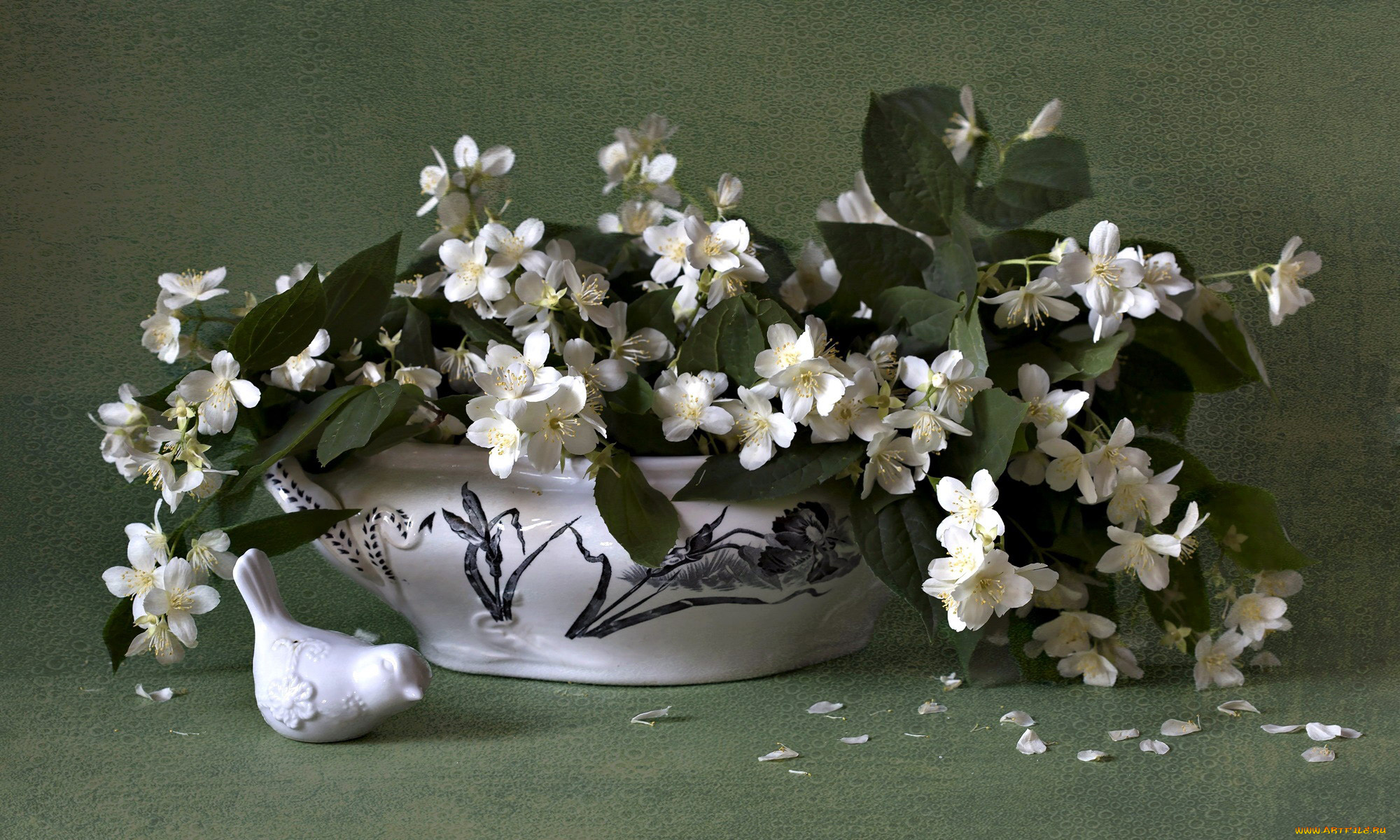 цветы, жасмин, белый