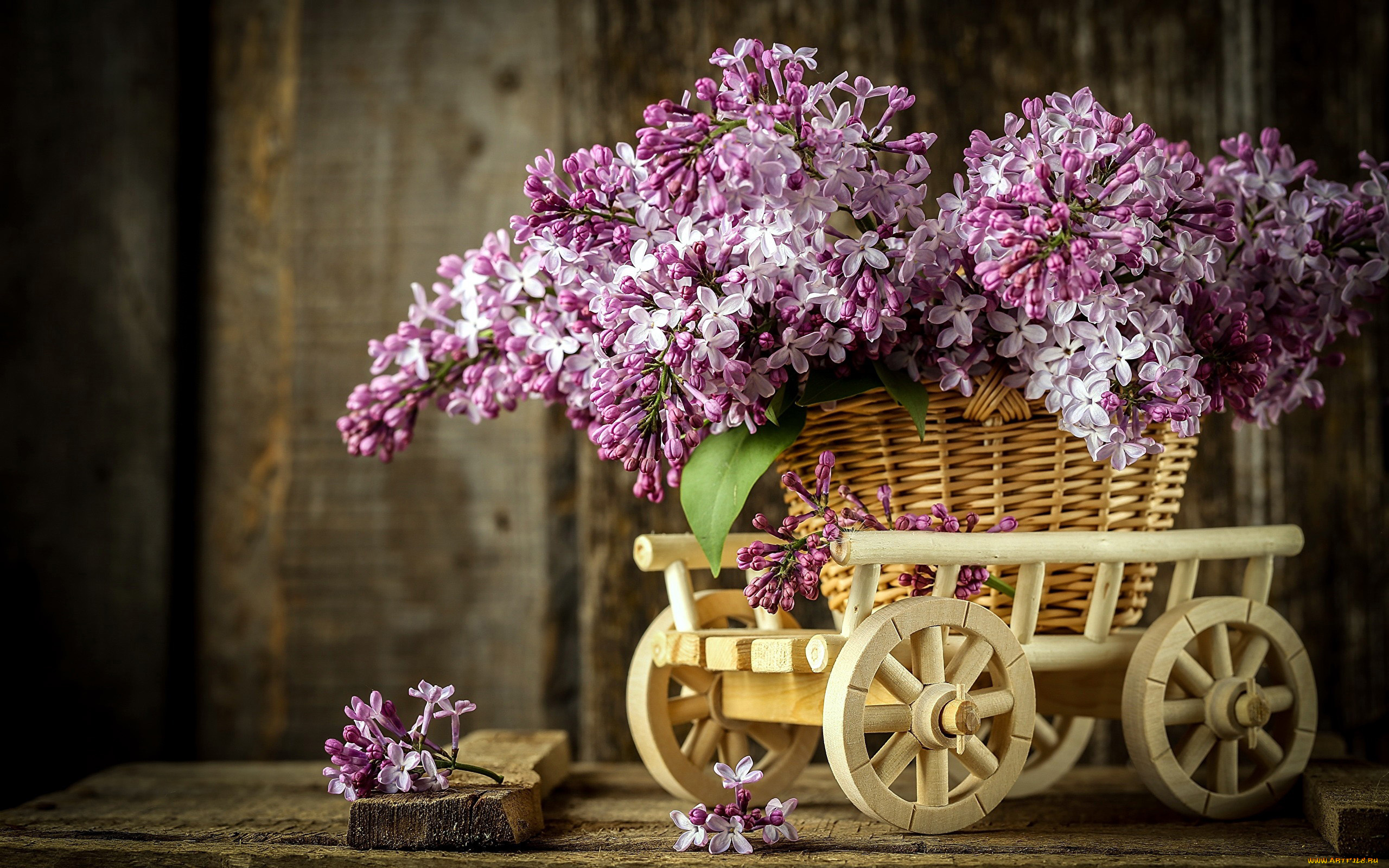 цветы, сирень, букет