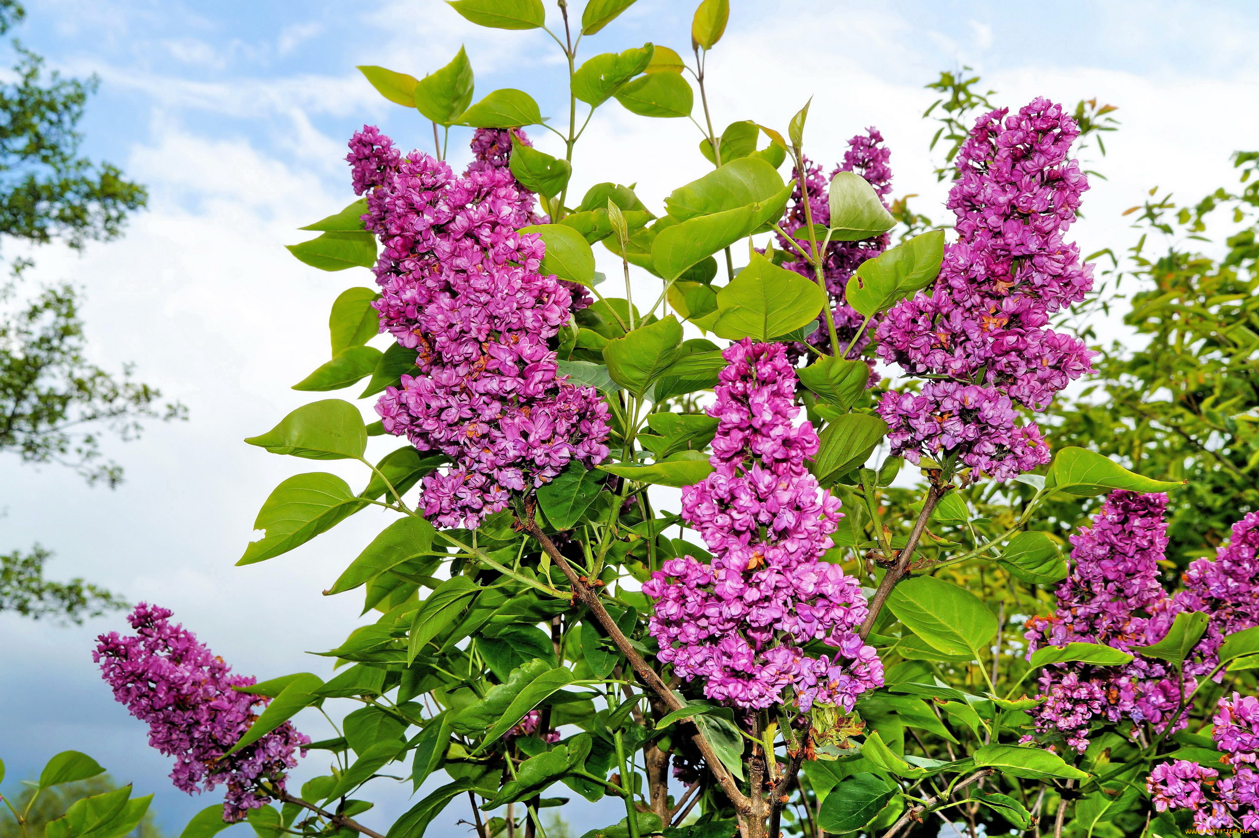 цветы, сирень, куст