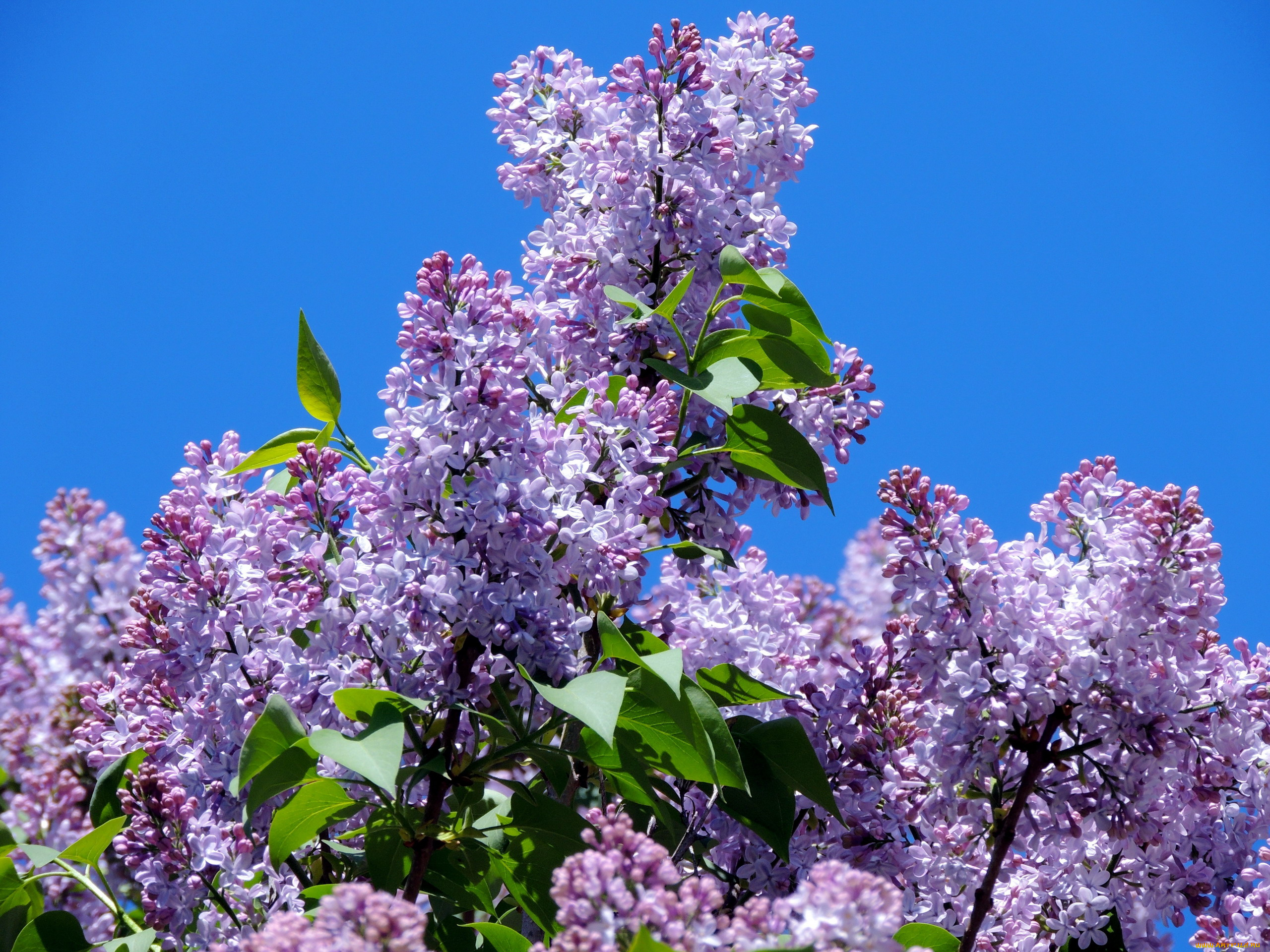 цветы, сирень, куст