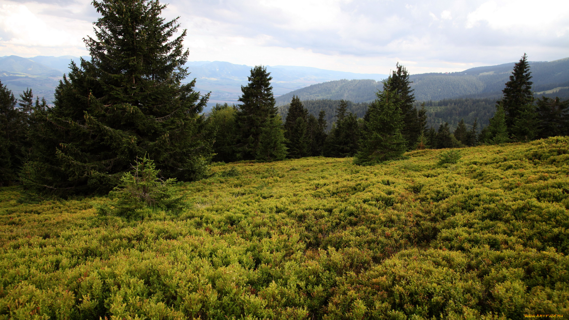 чехия, природа, луга