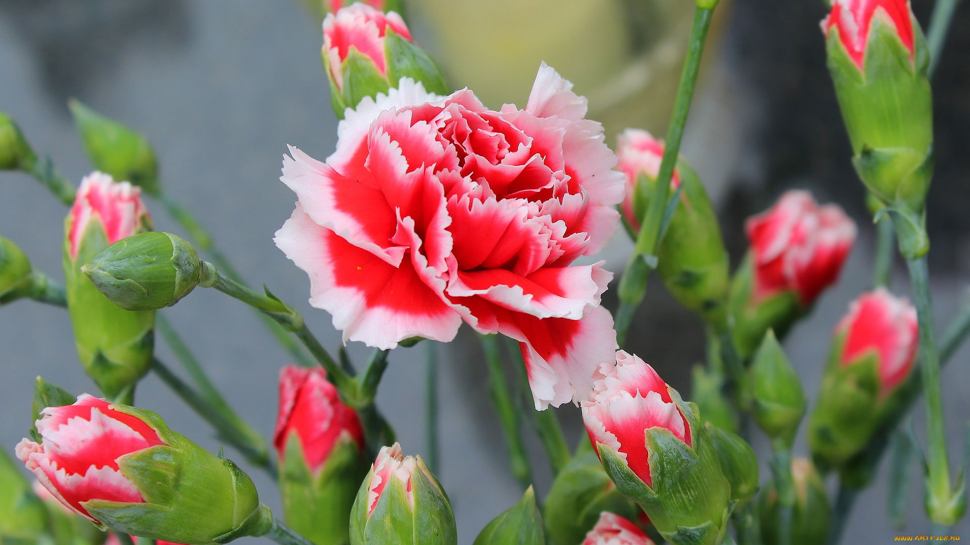 цветы, гвоздики, двухцветная, гвоздика, бутоны