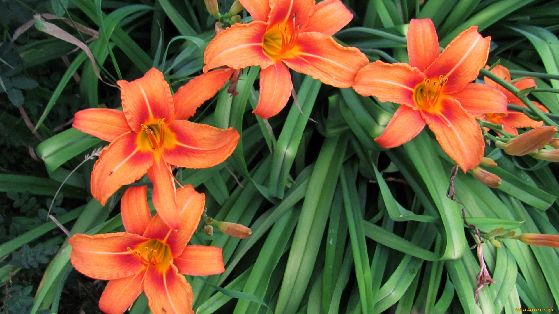 цветы, лилии, , лилейники, персиковый, лилейник