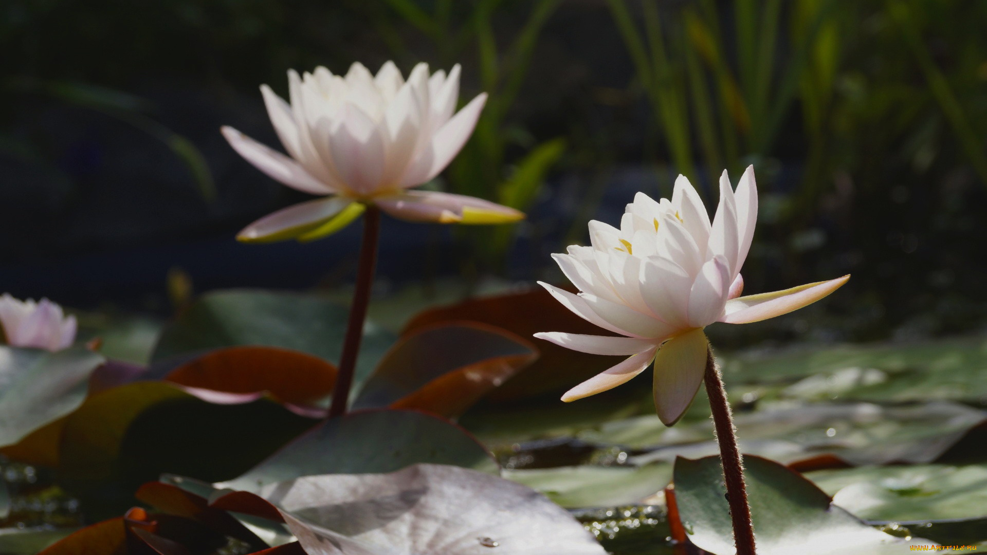 цветы, лилии, водяные, , нимфеи, , кувшинки, листья, лилии, водяные