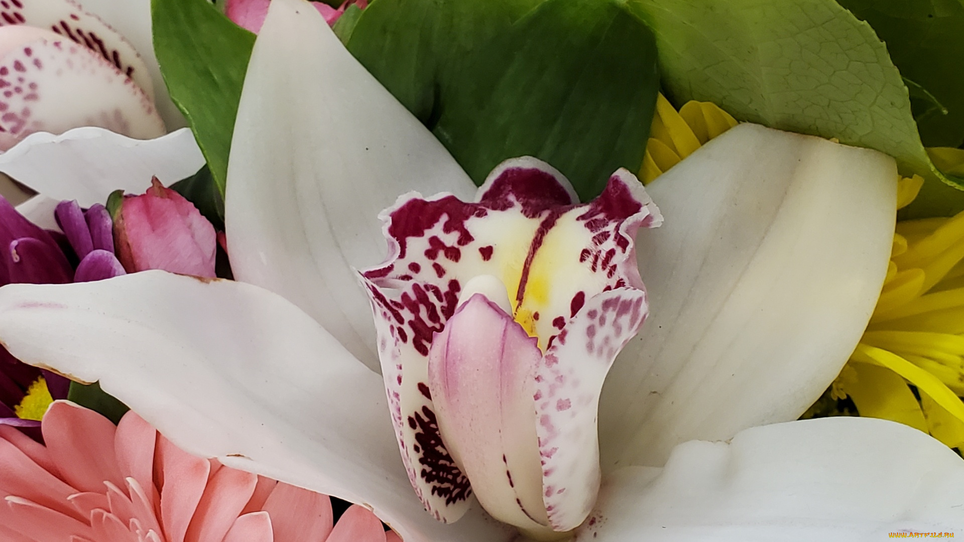 цветы, орхидеи, орхидея, макро