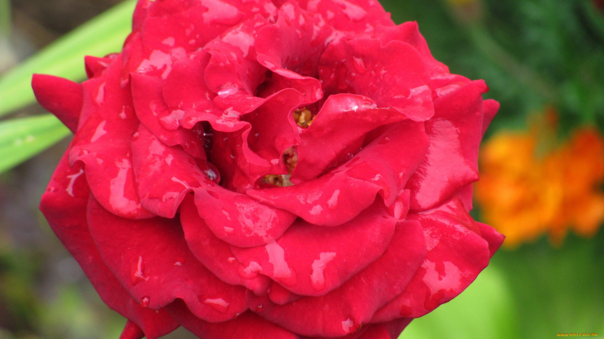 цветы, розы, алая, роза, макро, капли