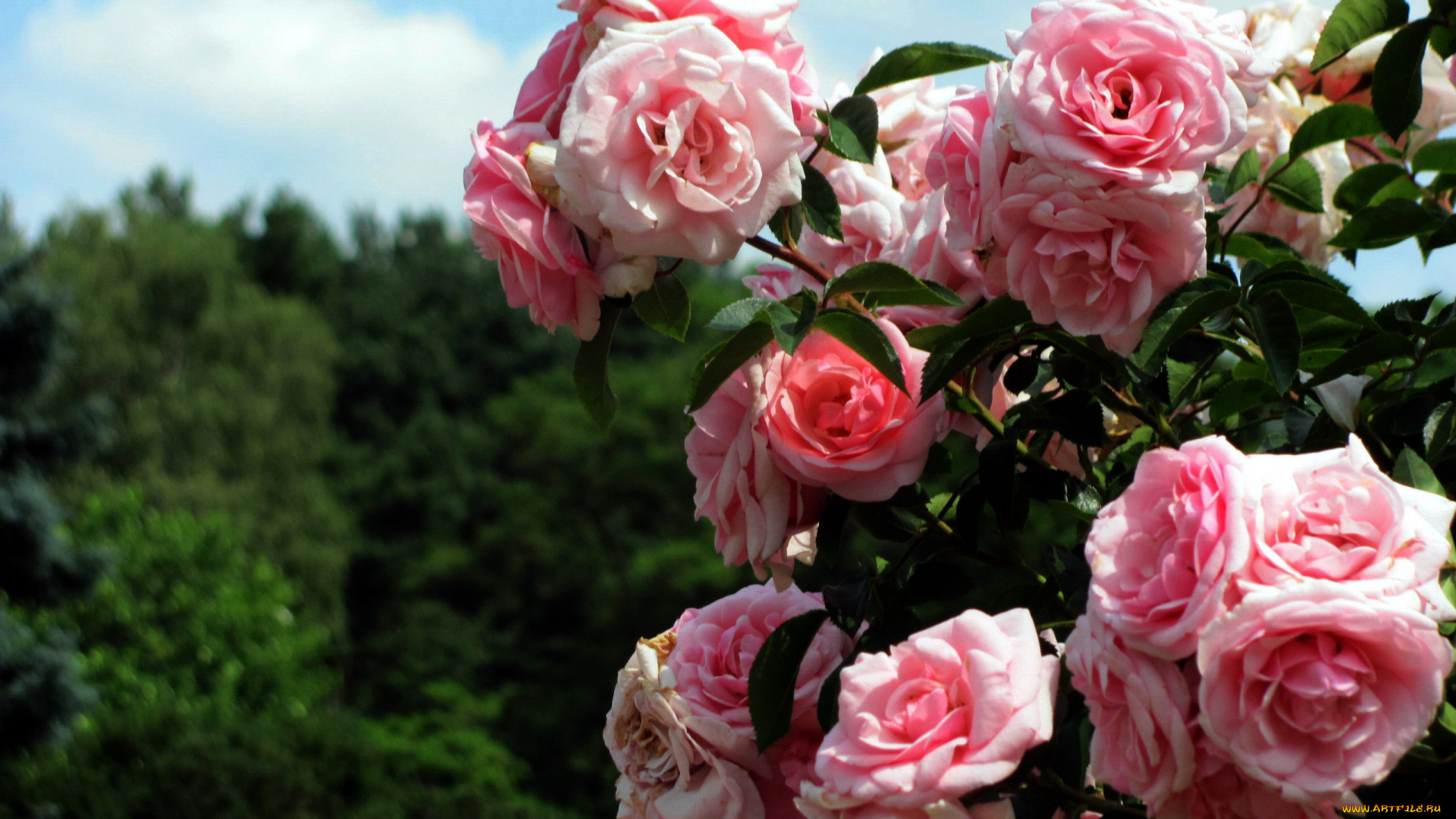 цветы, розы, розовые, куст