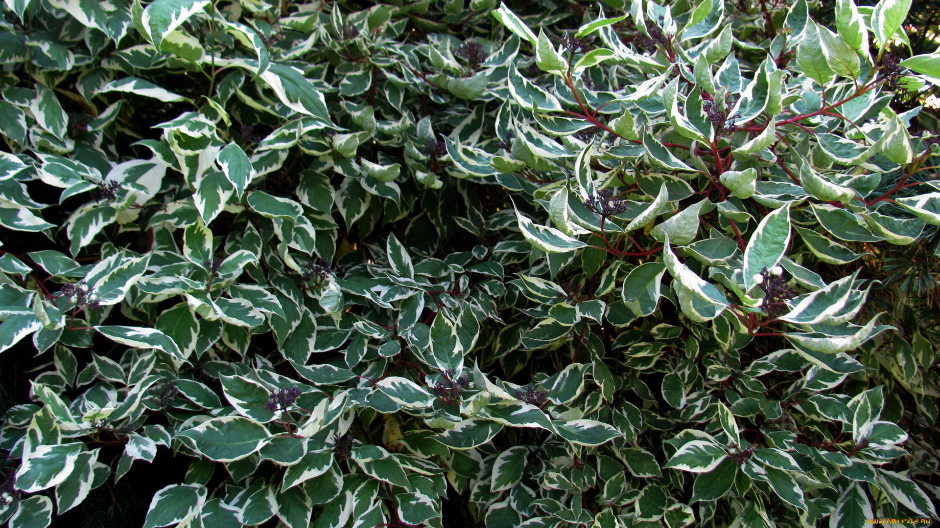 природа, листья, пестрые