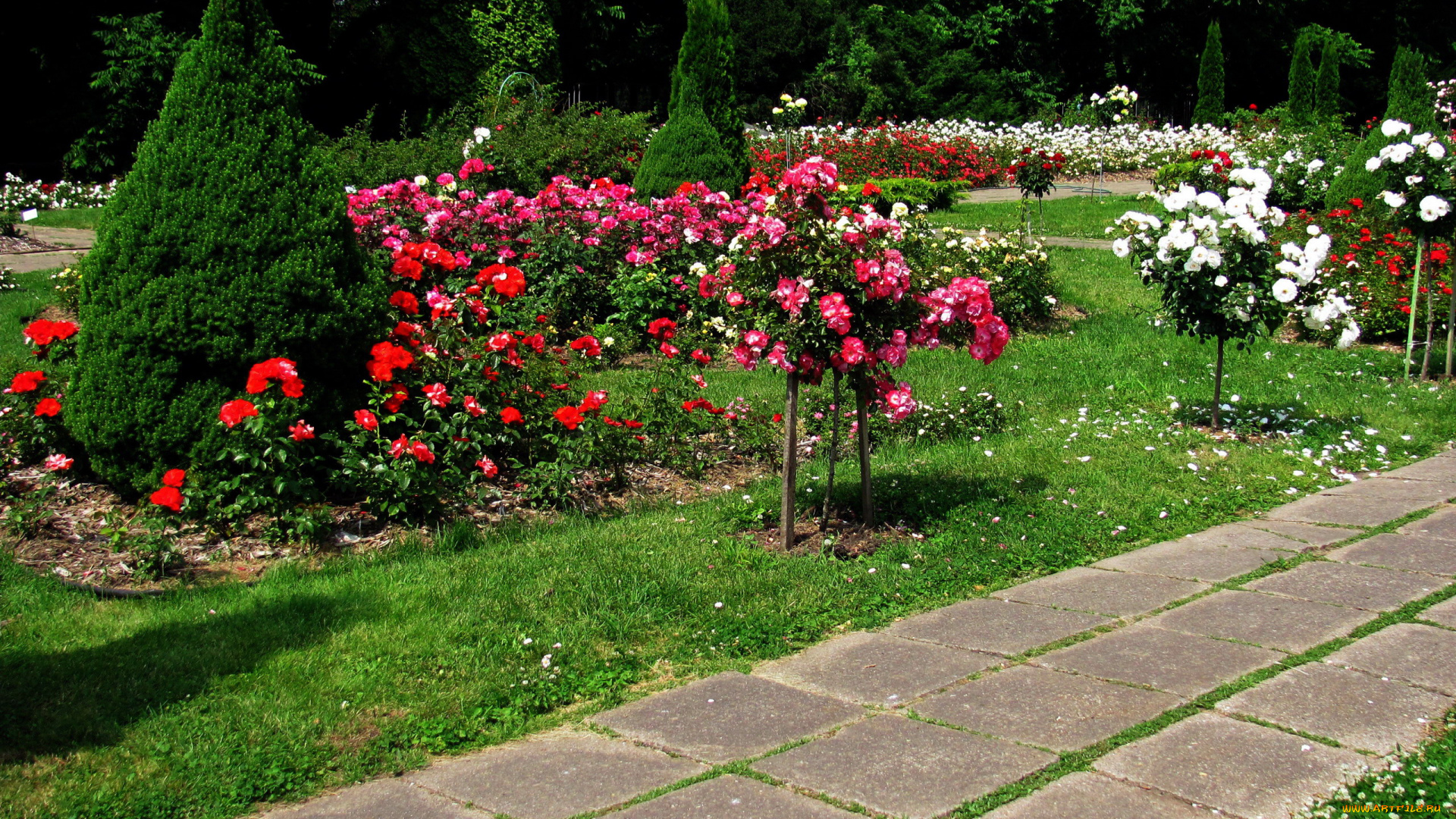 природа, парк, розарий, деревья, лето