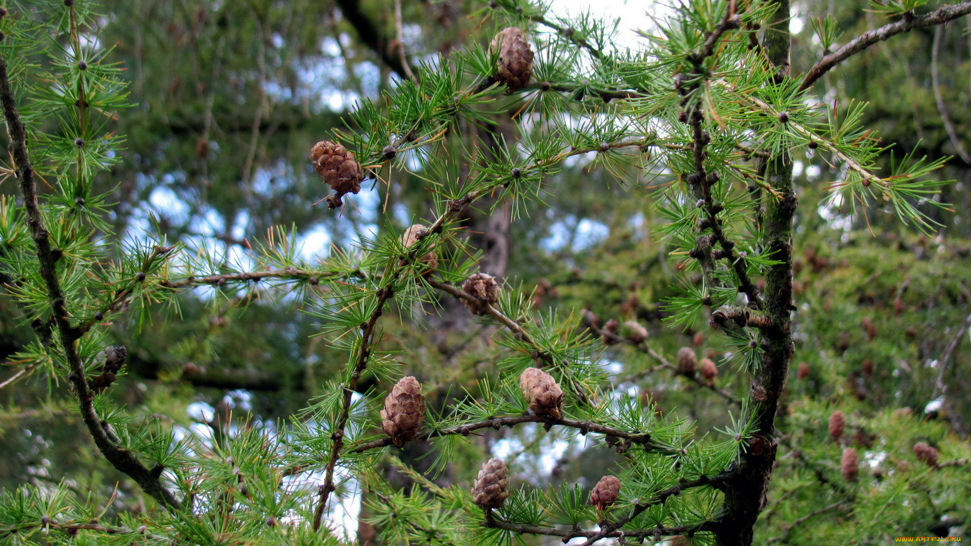 природа, шишки, , жёлуди, , каштаны