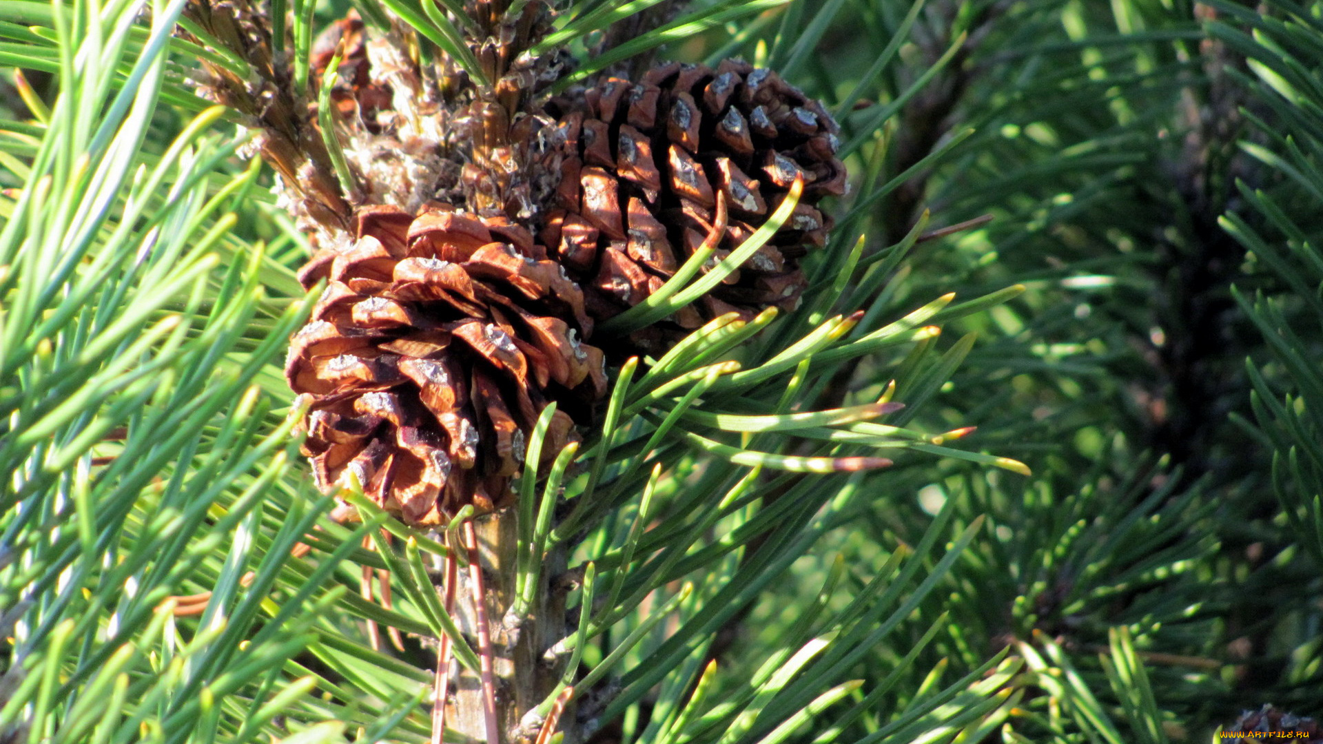 природа, шишки, , жёлуди, , каштаны