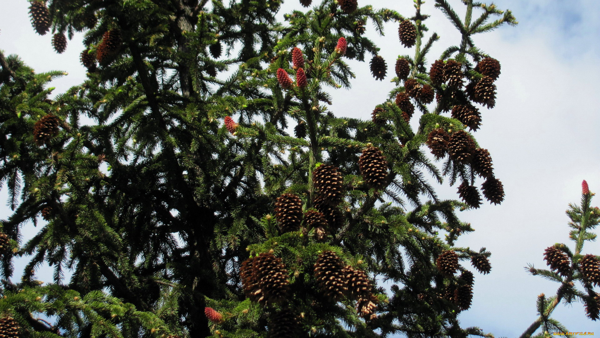 природа, шишки, , жёлуди, , каштаны