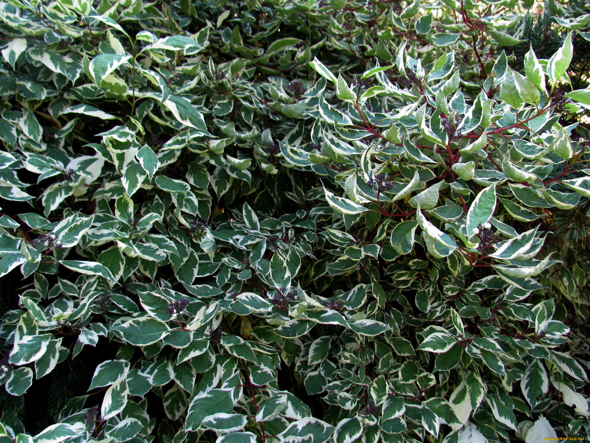 природа, листья, пестрые