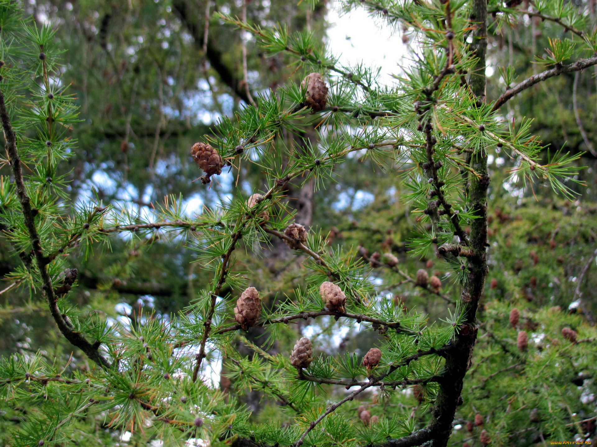 природа, шишки, , жёлуди, , каштаны