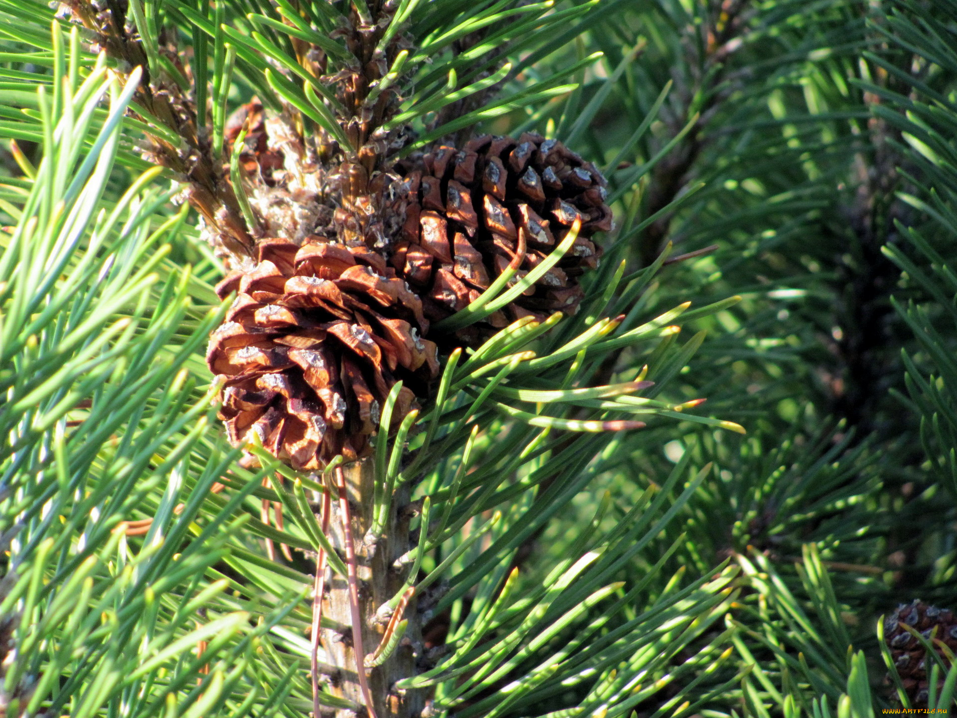 природа, шишки, , жёлуди, , каштаны