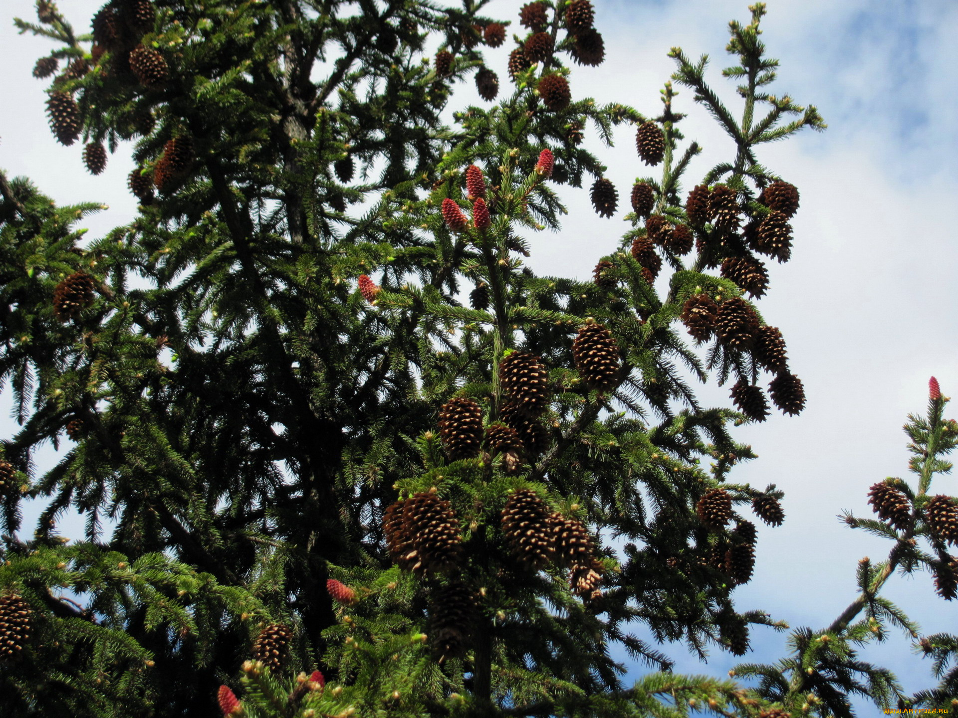 природа, шишки, , жёлуди, , каштаны