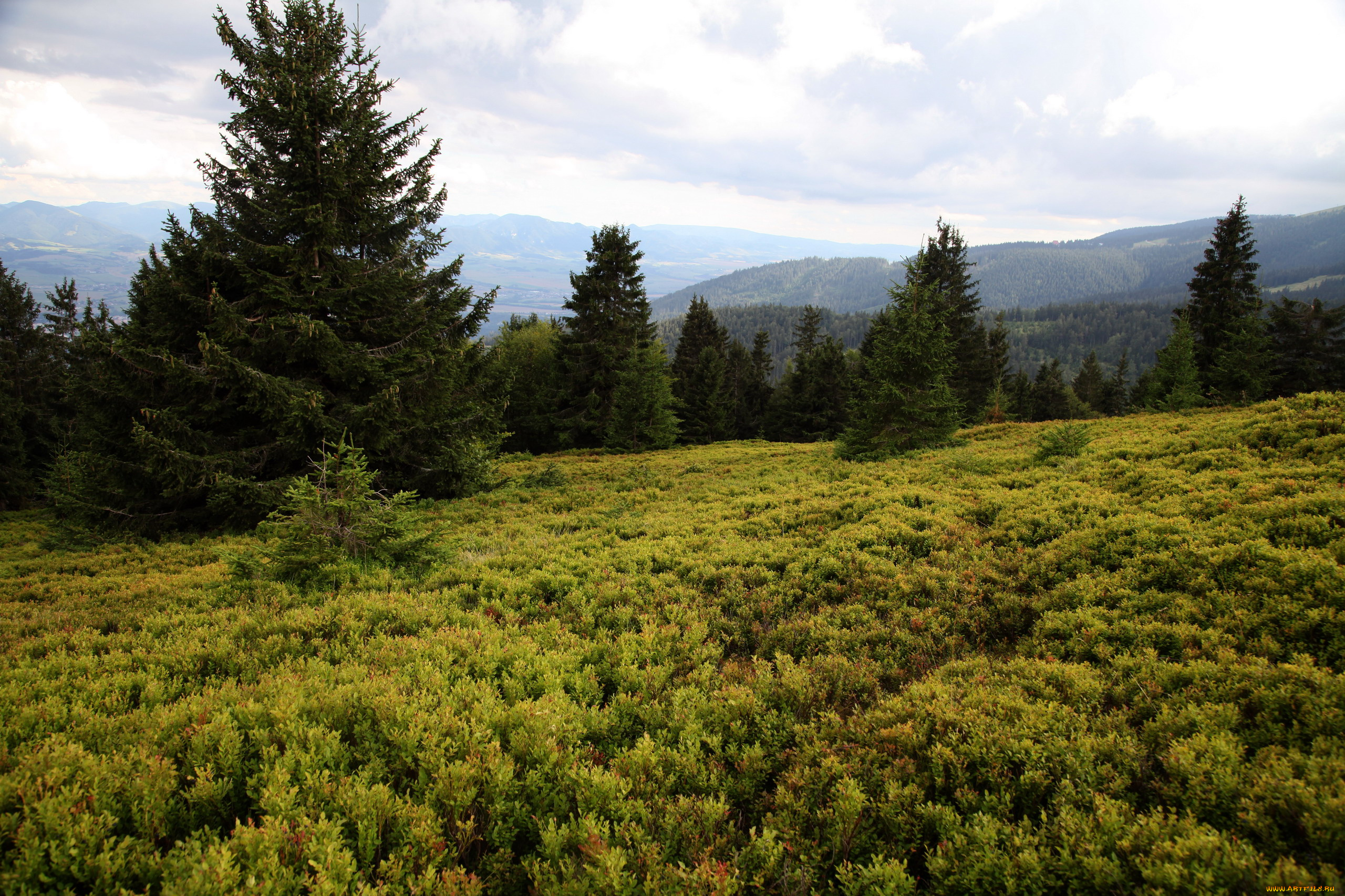 чехия, природа, луга