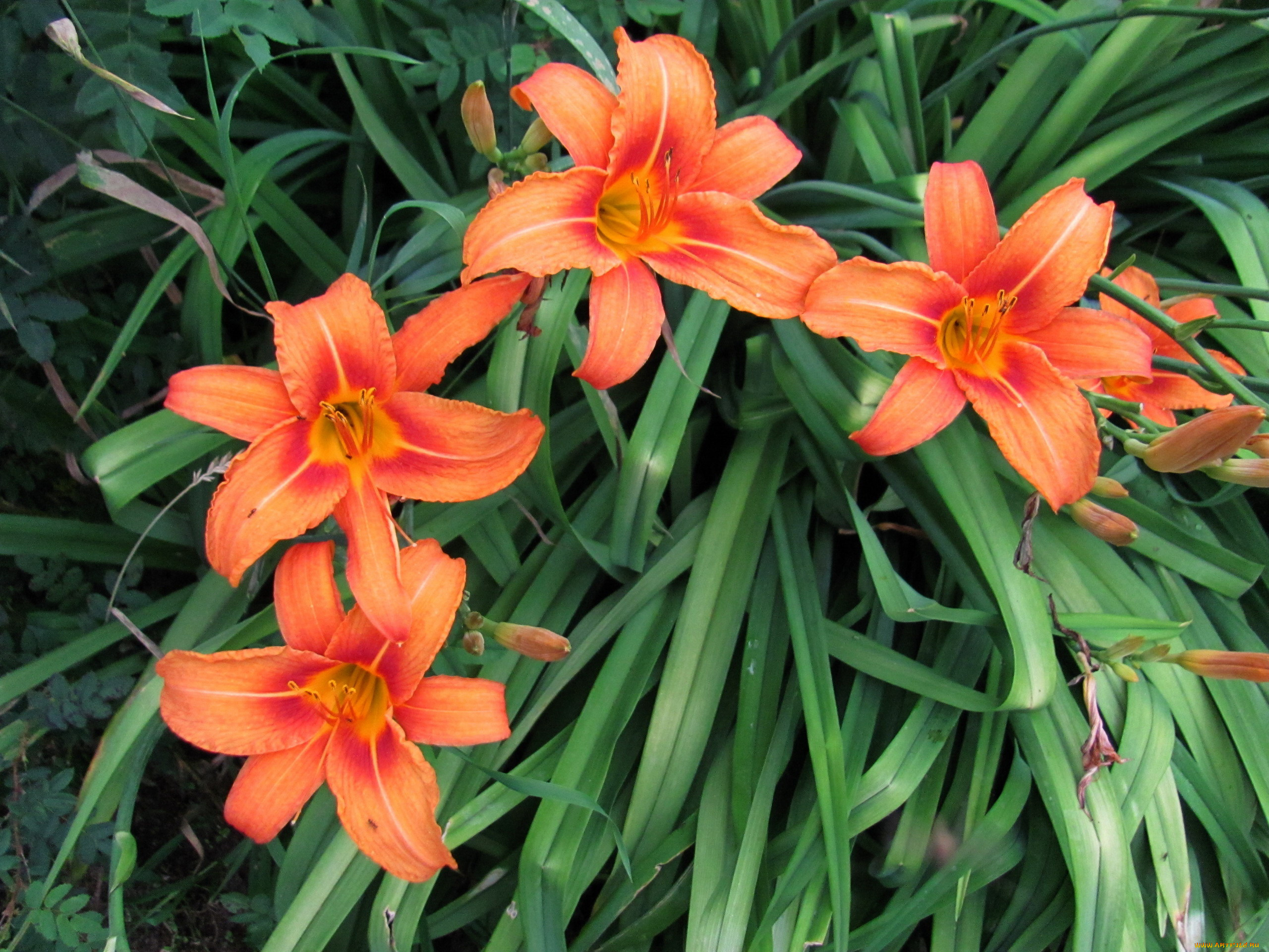 цветы, лилии, , лилейники, персиковый, лилейник