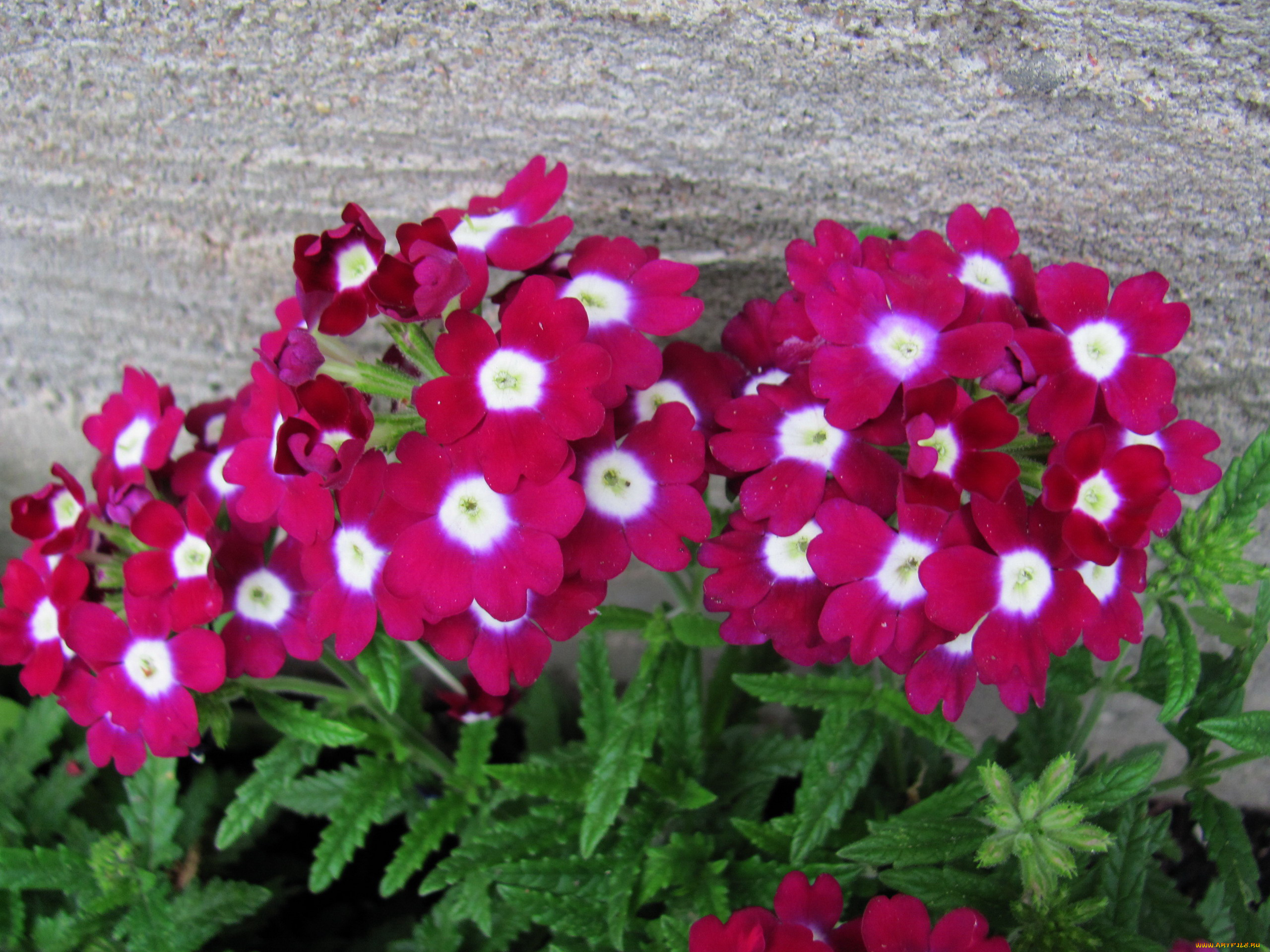 цветы, вербена, розовая