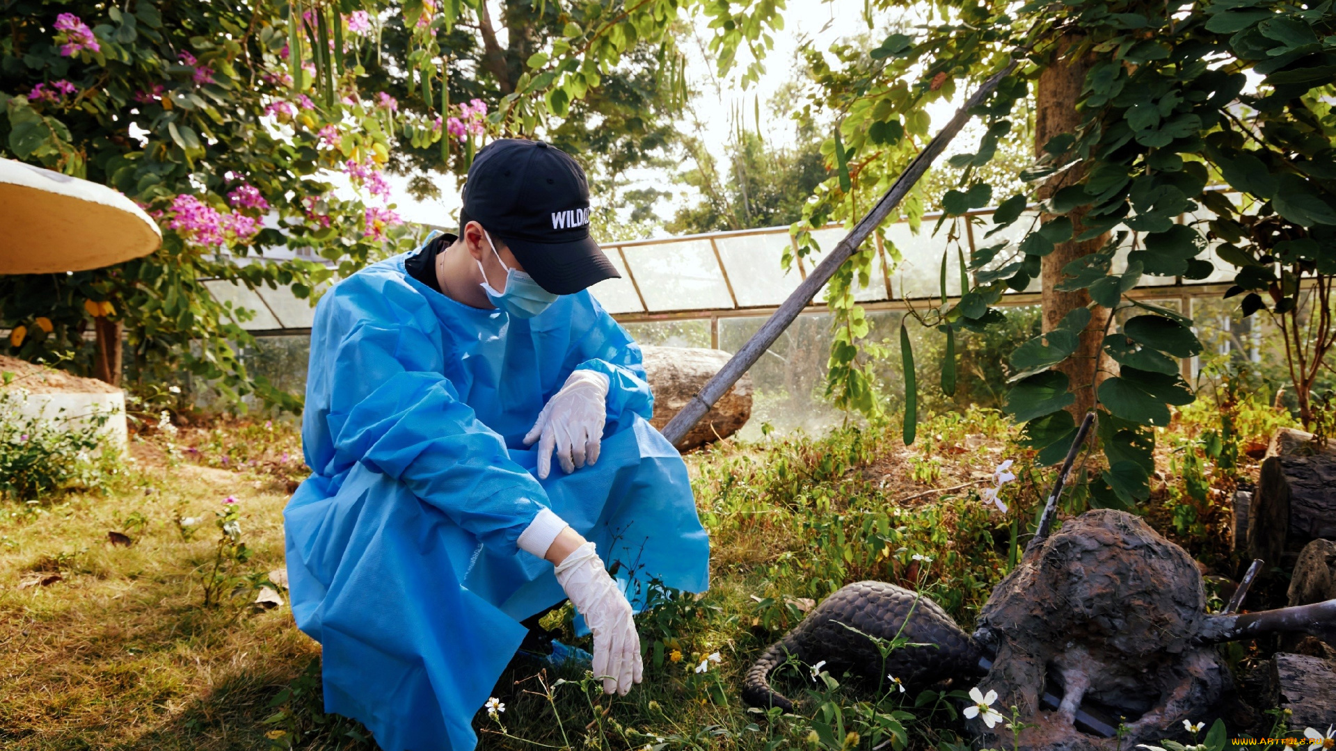 мужчины, wang, yi, bo, актер, маска, перчатки, панголин, загон