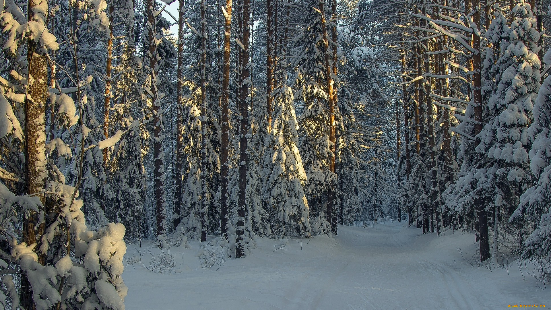природа, лес, солнечный, свет, деревья, пейзаж, снег, зима, фотография, ветка, холод, утро, ель, россия