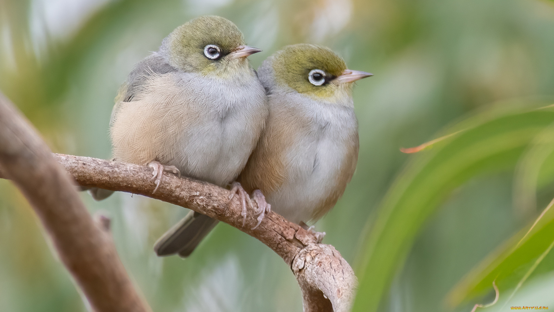 животные, белоглазки, птицы