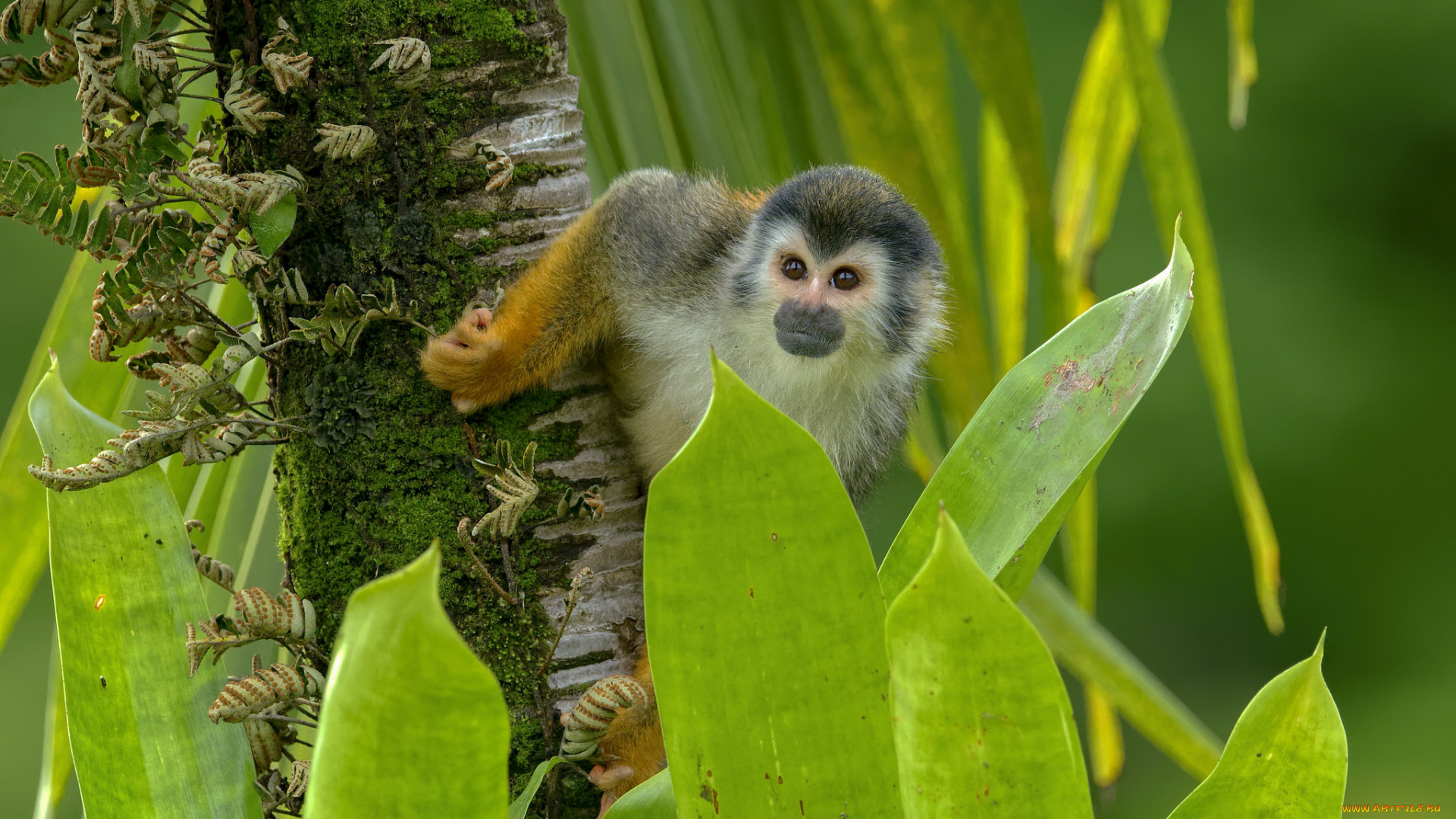 животные, обезьяны, обезьяна