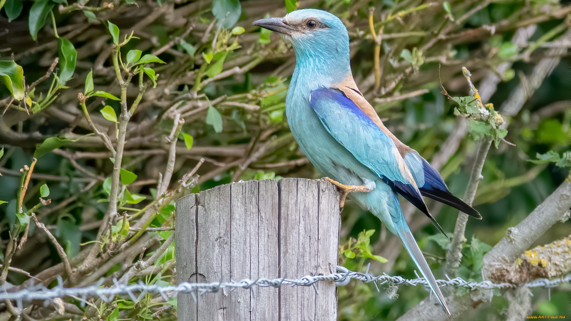 животные, сизоворонки, , ракши, птица