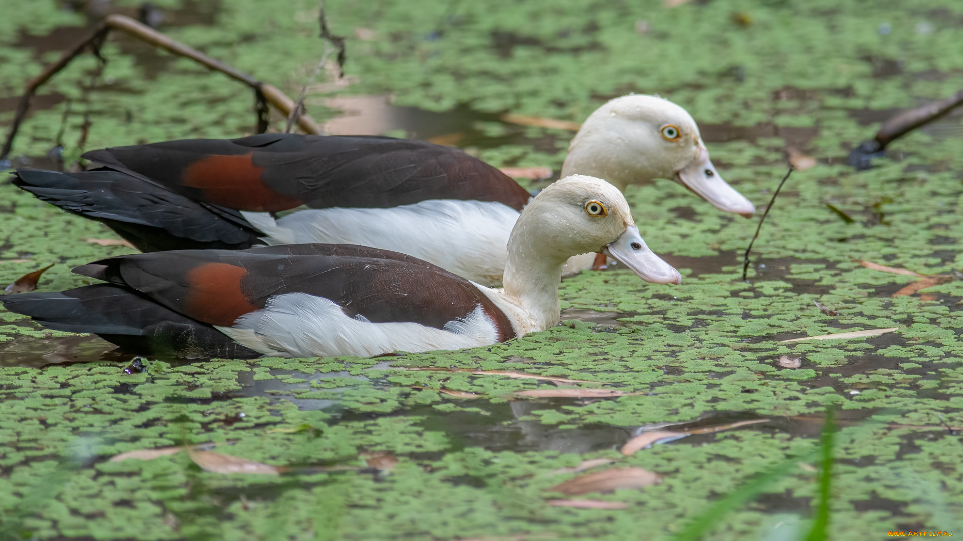 животные, утки