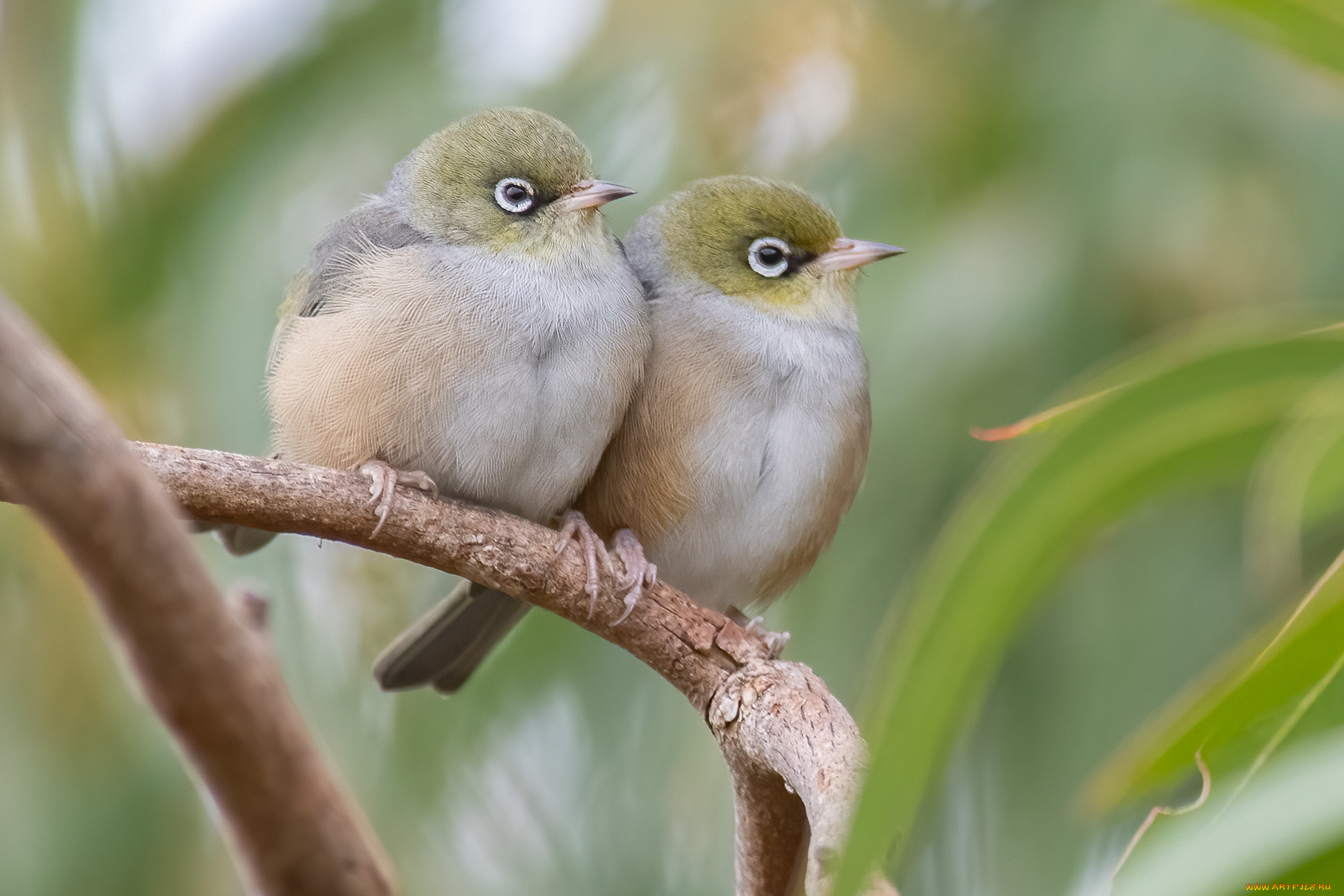 животные, белоглазки, птицы