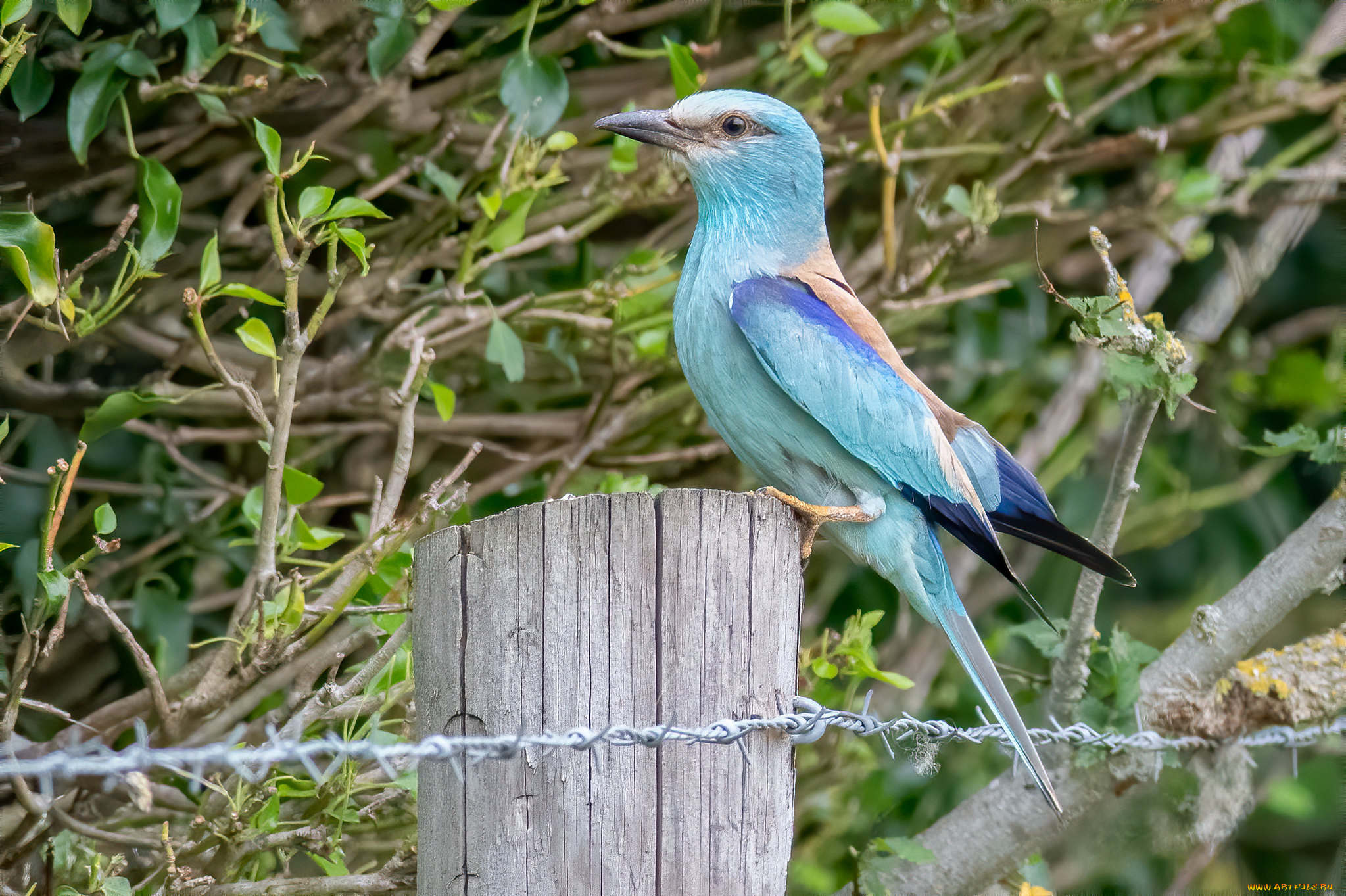 животные, сизоворонки, , ракши, птица
