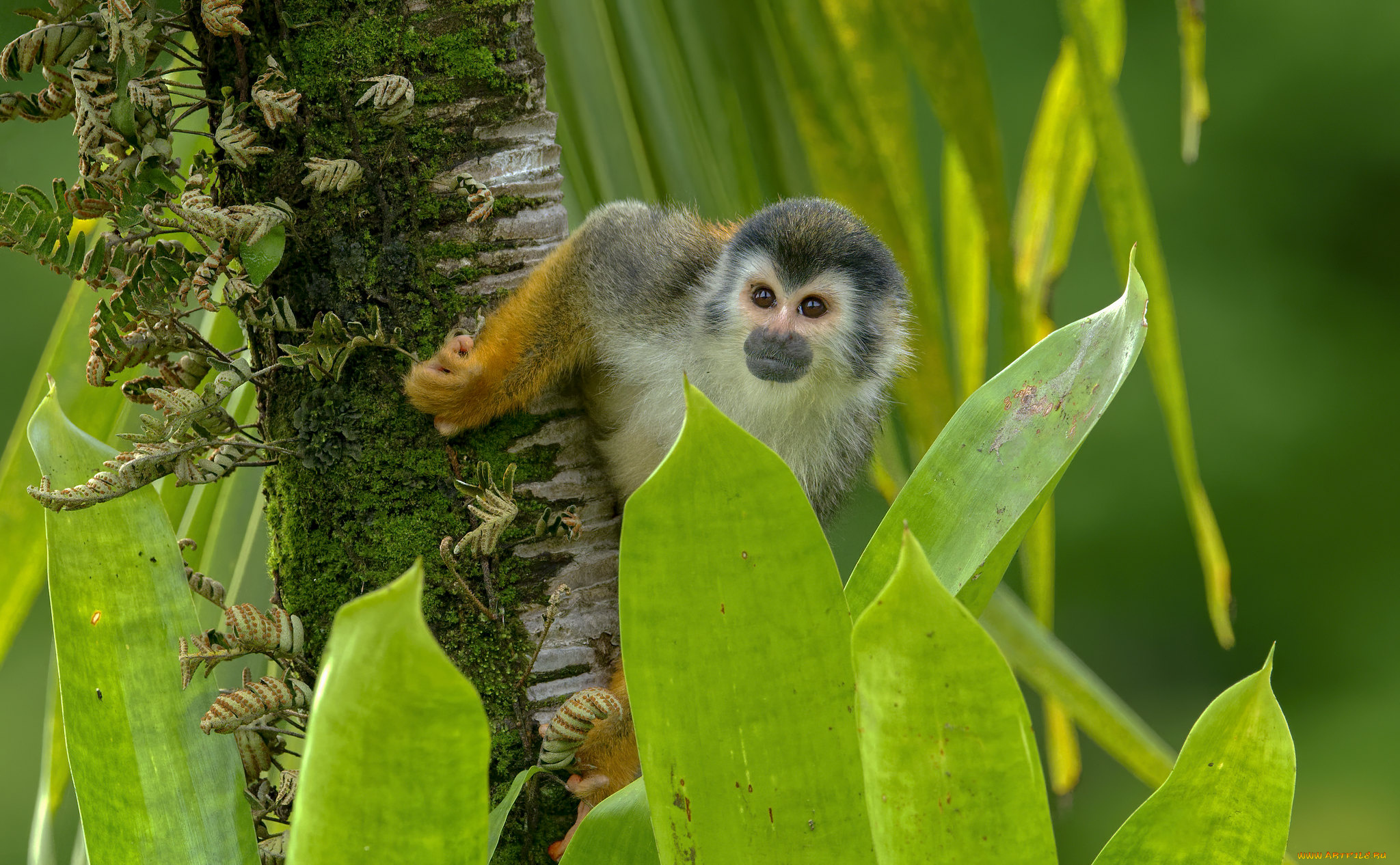 животные, обезьяны, обезьяна