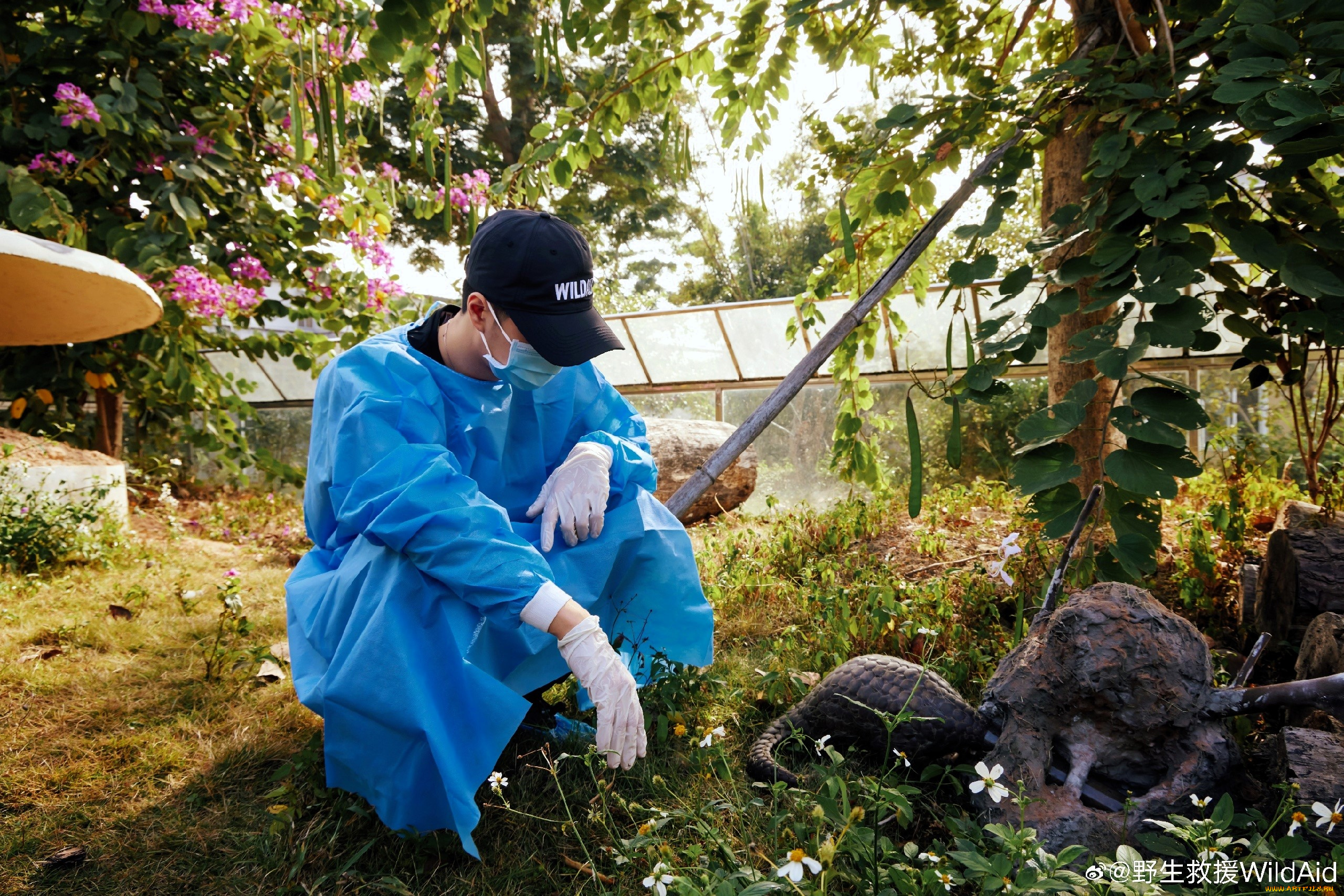 мужчины, wang, yi, bo, актер, маска, перчатки, панголин, загон