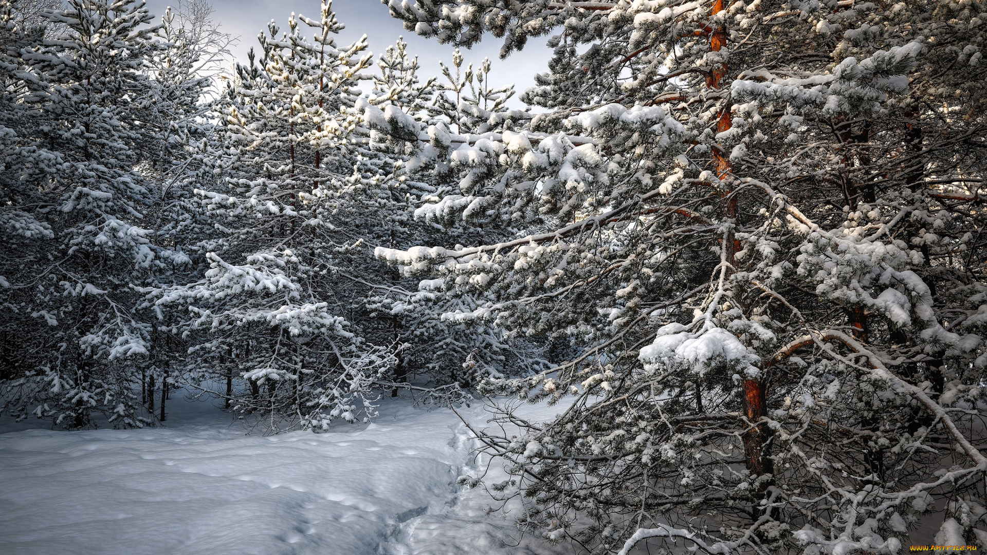 природа, лес, ёлки, снег, зима