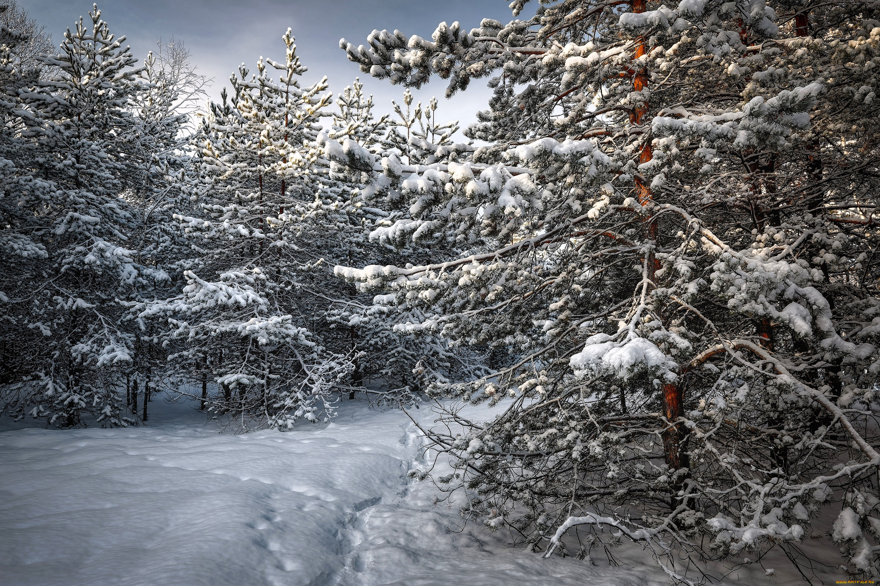 природа, лес, ёлки, снег, зима