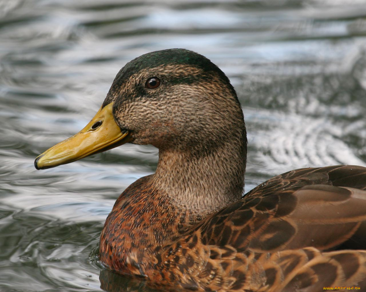 животные, утки