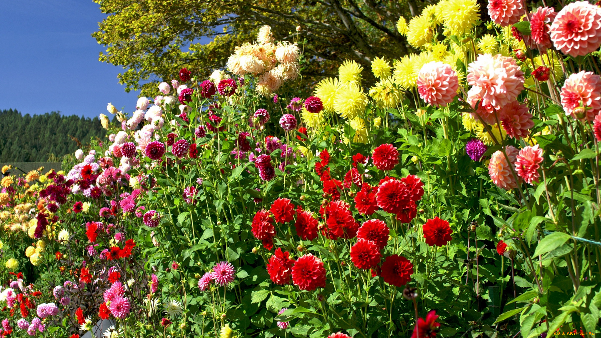 цветы, георгины