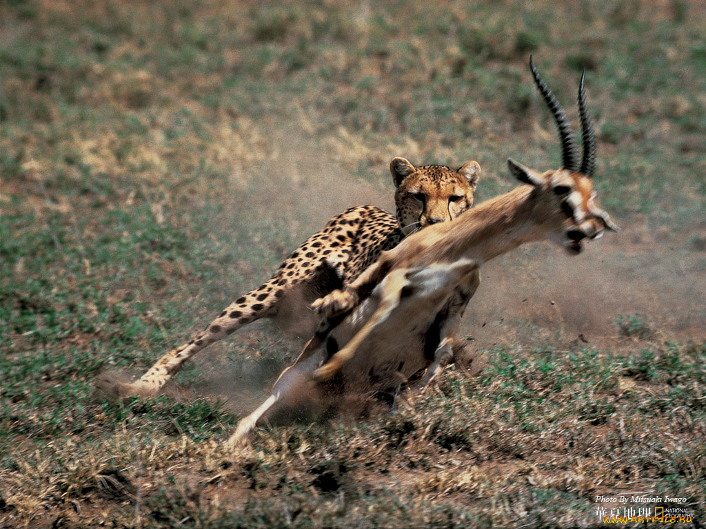 животные, разные, вместе