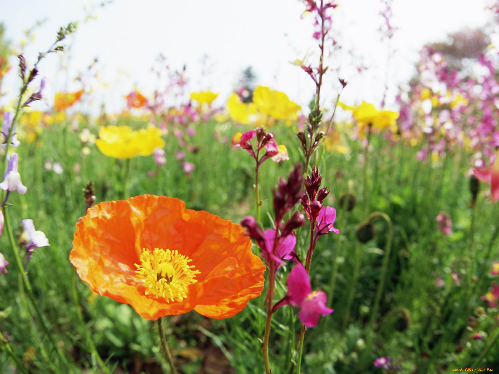 цветы, луговые, полевые