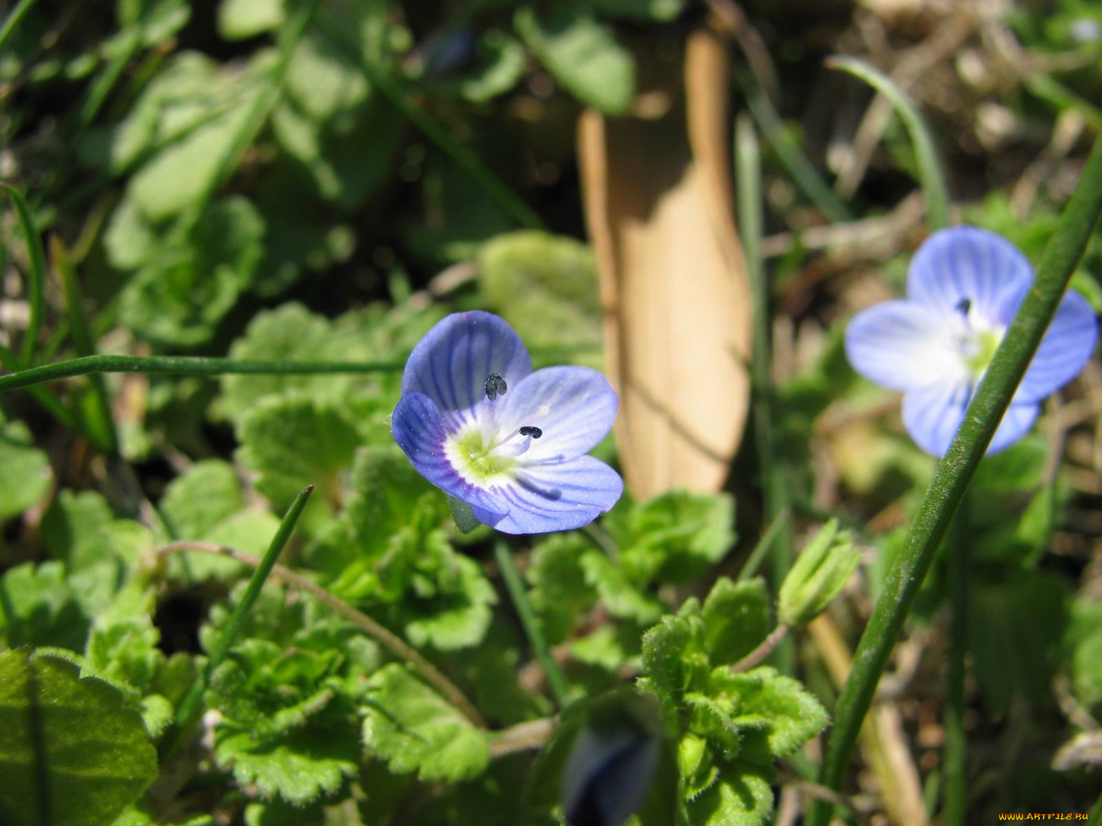 цветы, немофилы, вероники