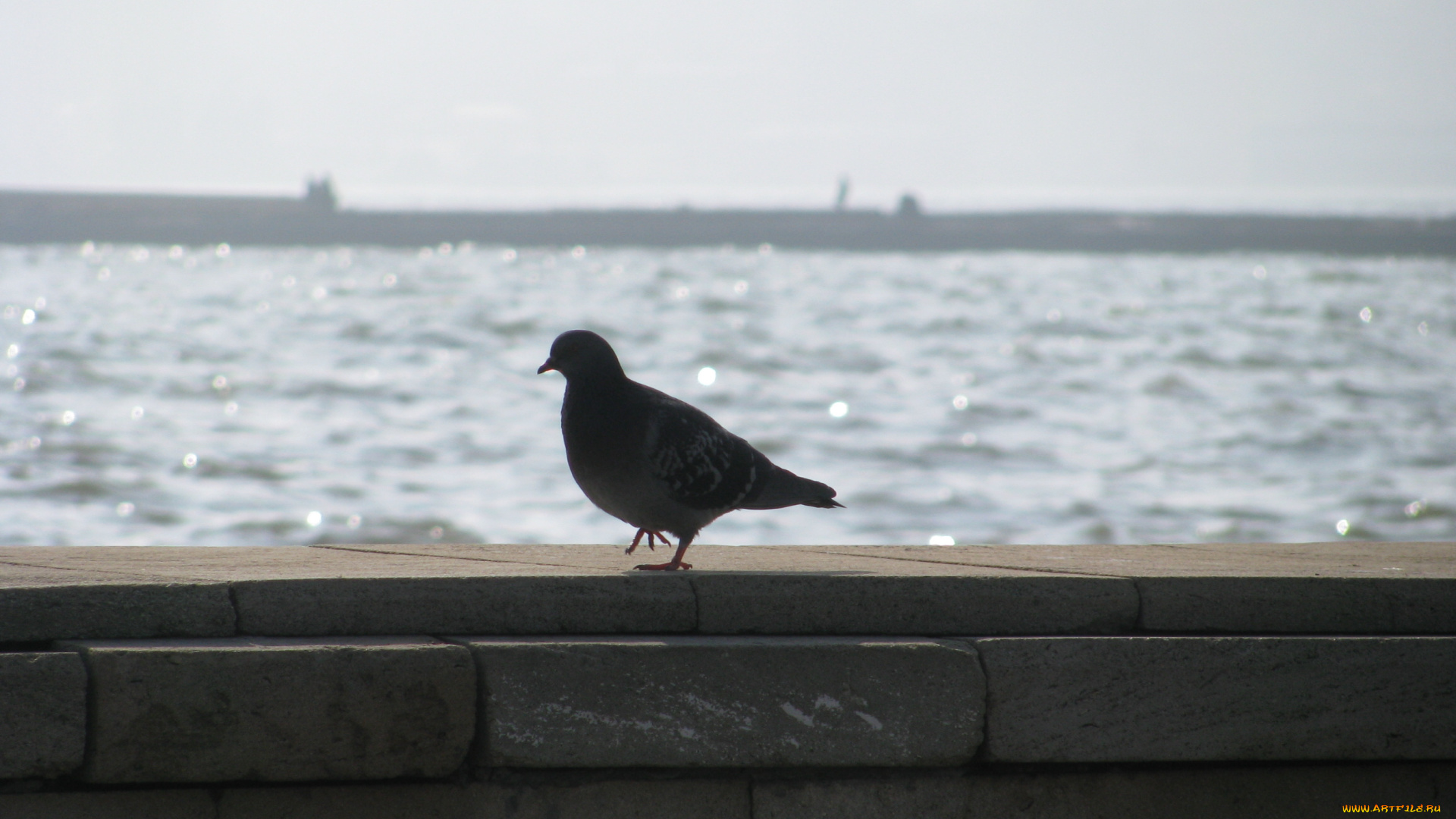 животные, голуби