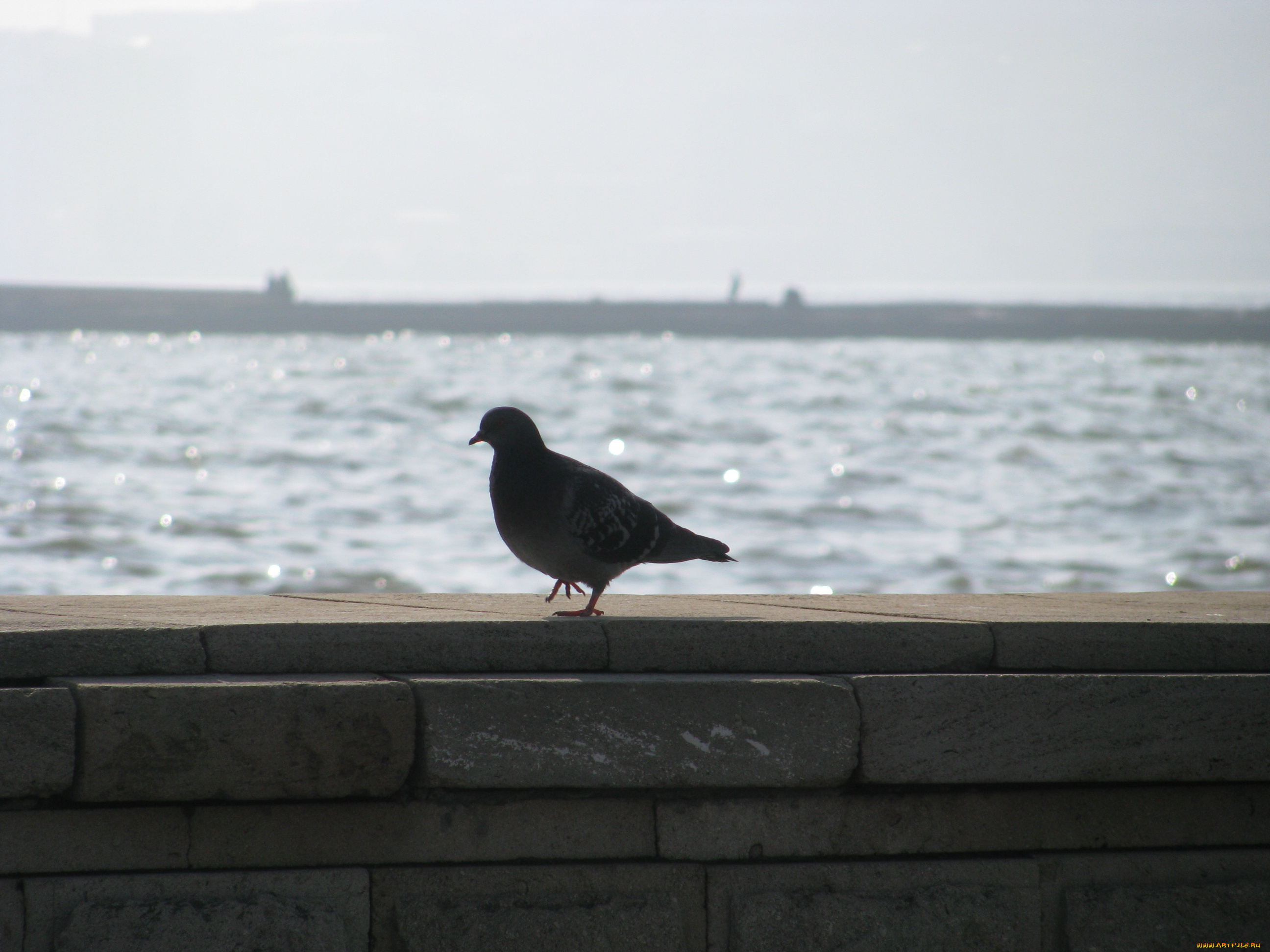 животные, голуби