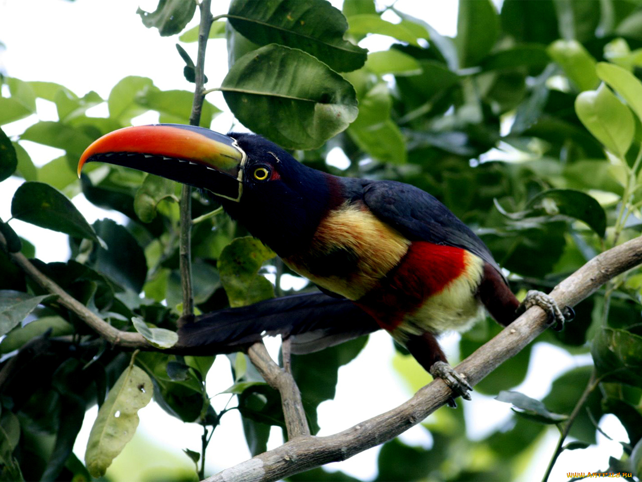 животные, туканы