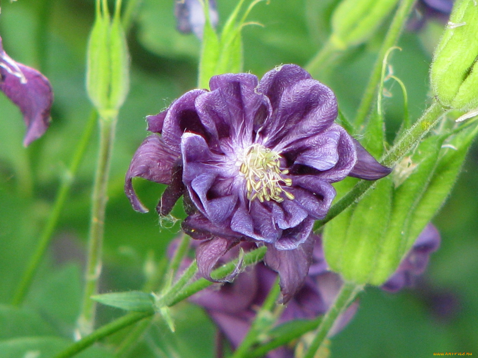 цветы, аквилегия, водосбор